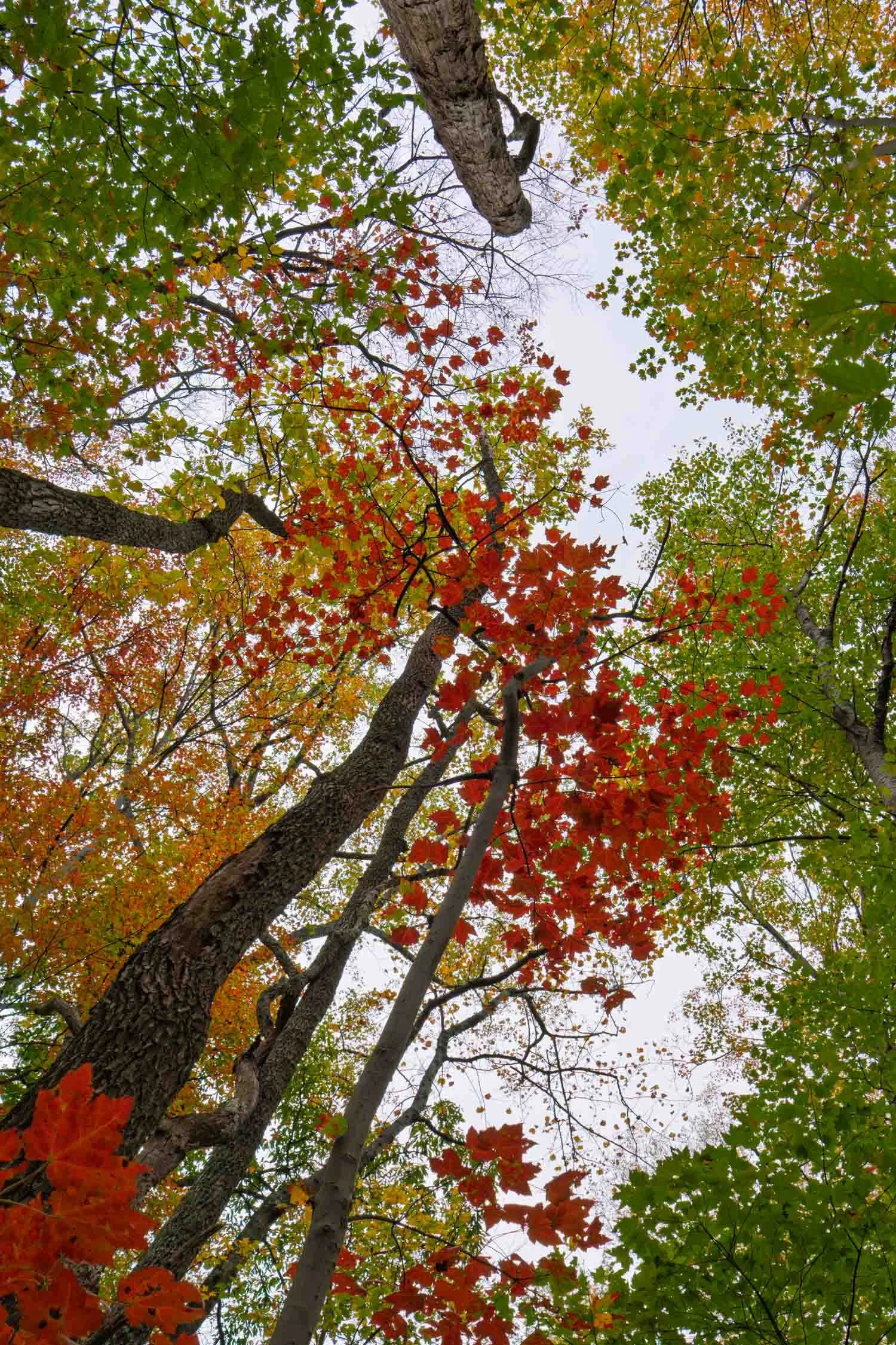 Autumn Skylight 01