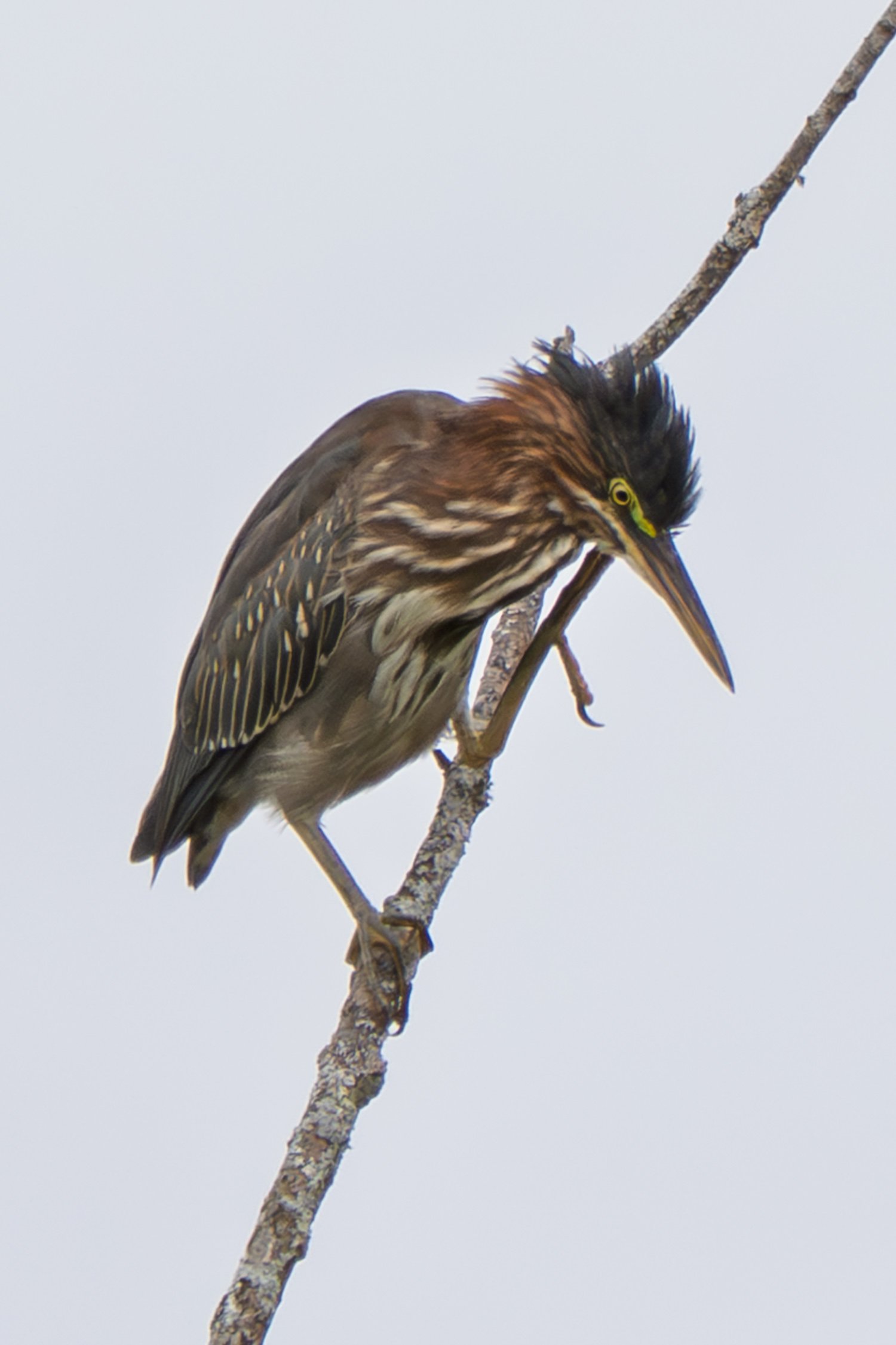 Green Heron 04