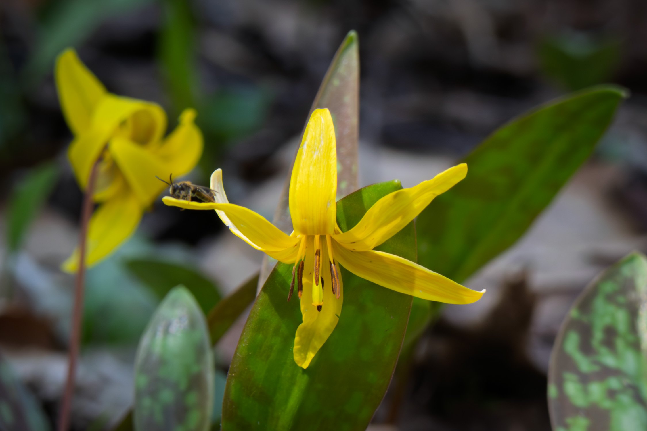 Trout Lily and Friend 01, [Fine Art America, Redbubble]