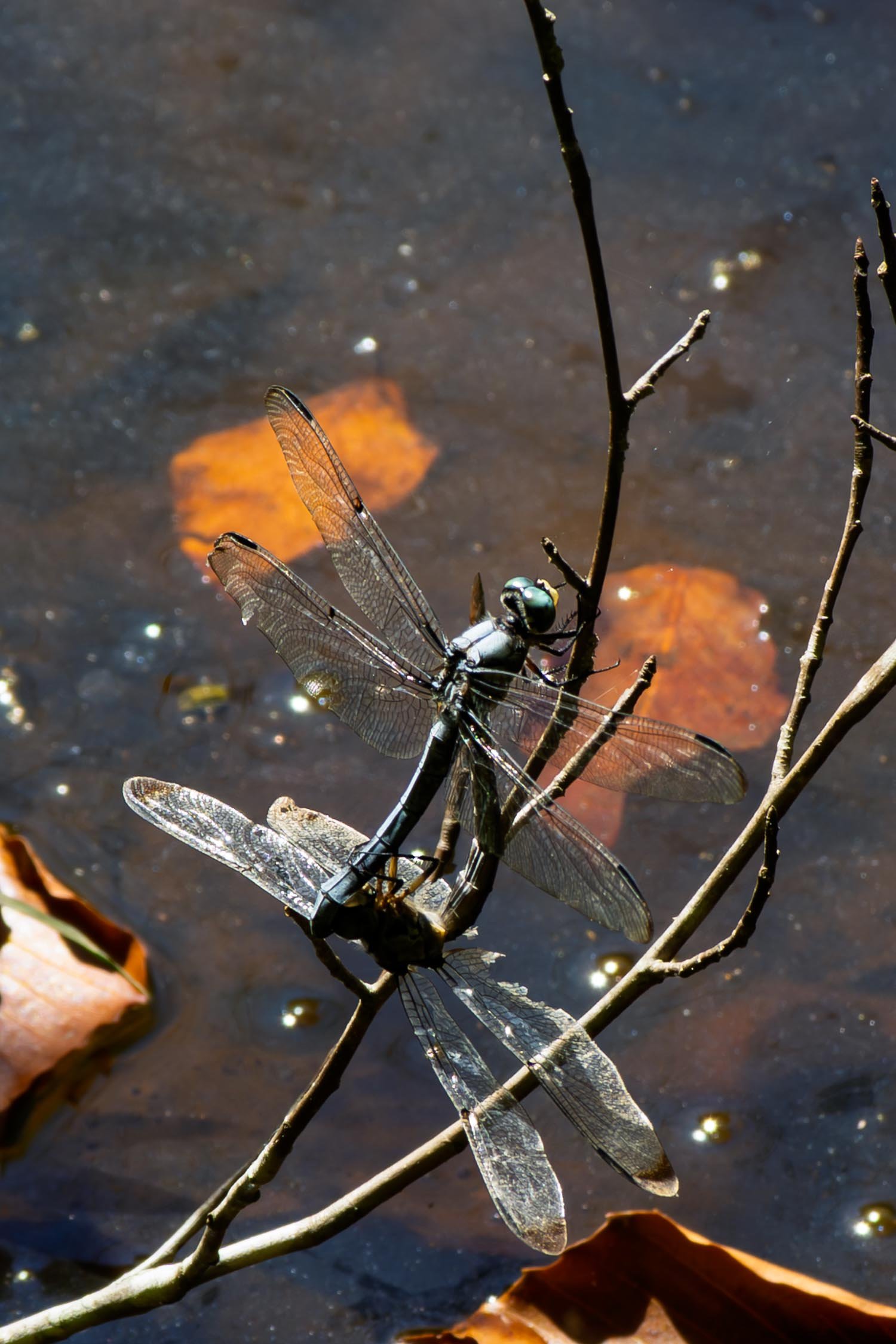 Emerald Skimmers 01
