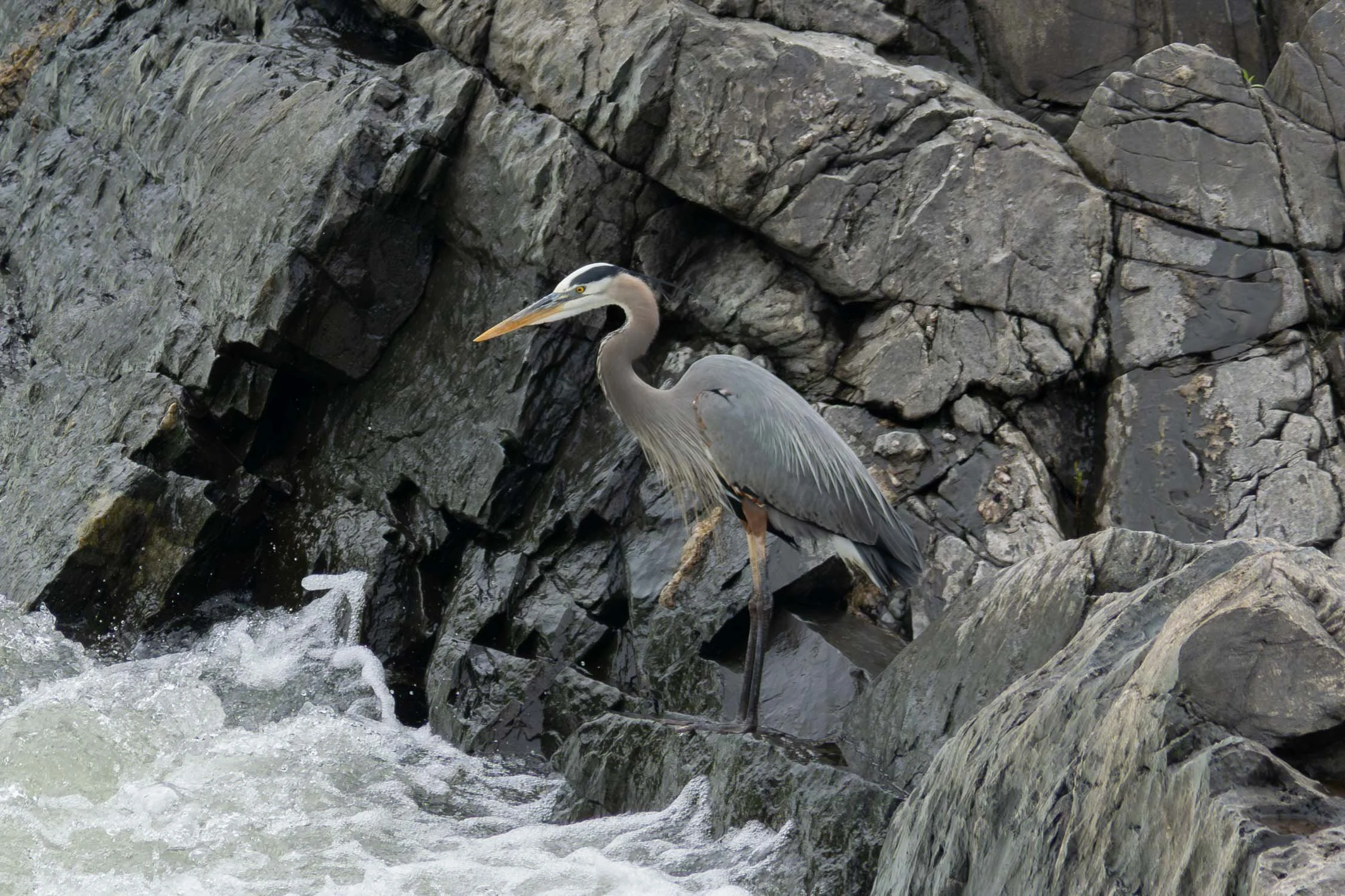 Great Blue Heron 02