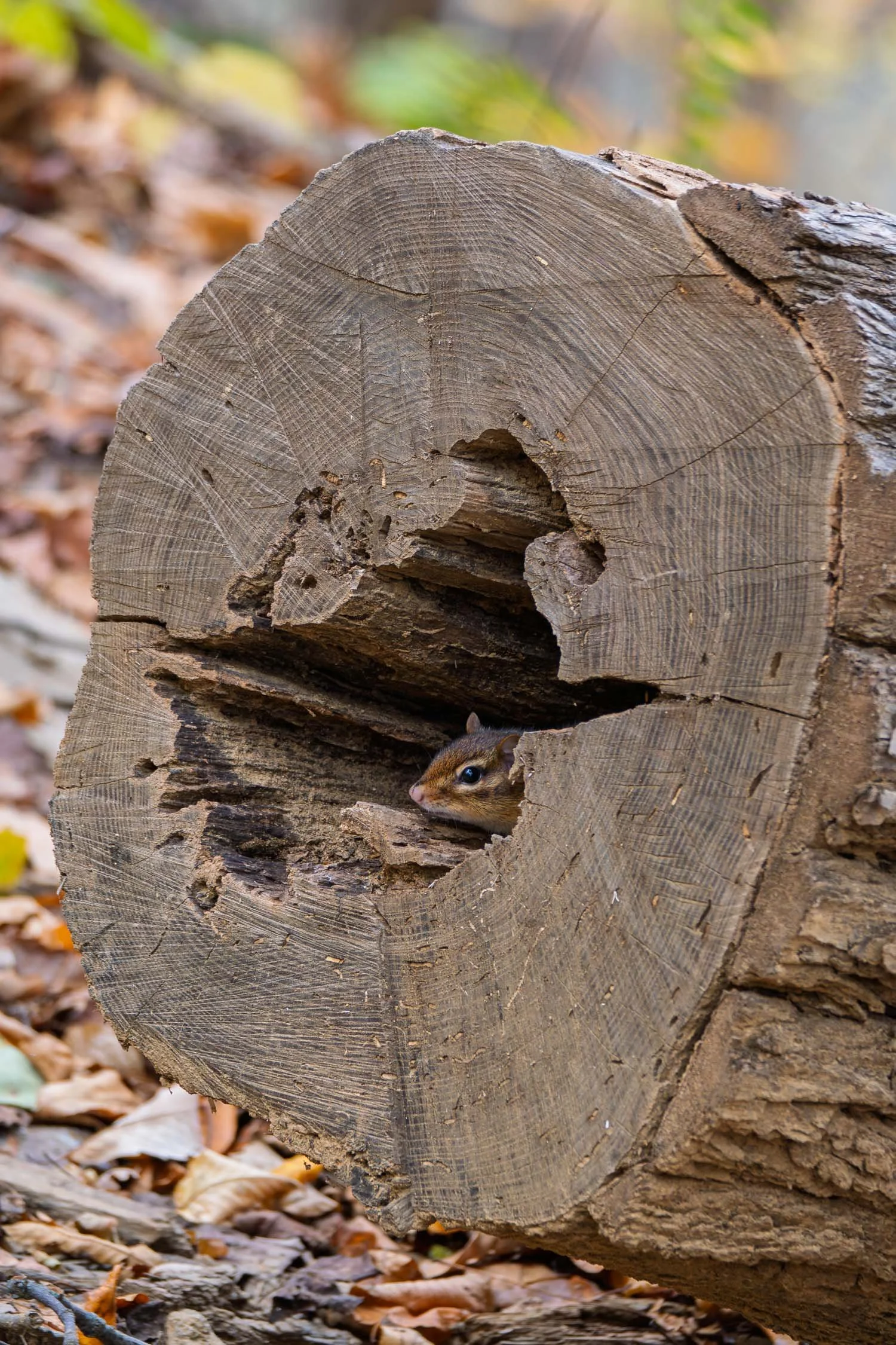 Chipmunk 01
