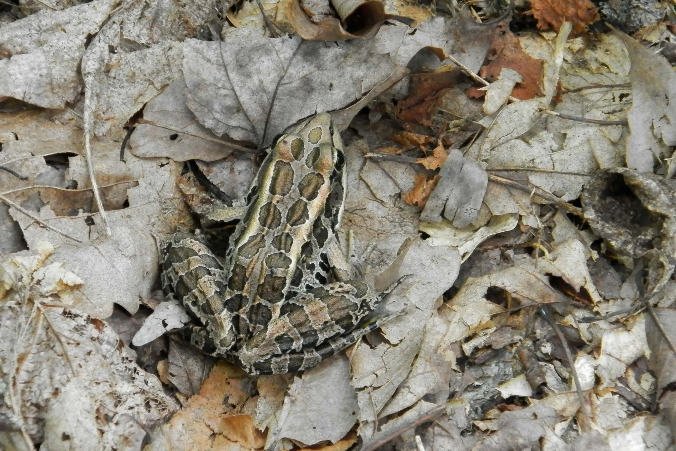 Pickerel Frog 01