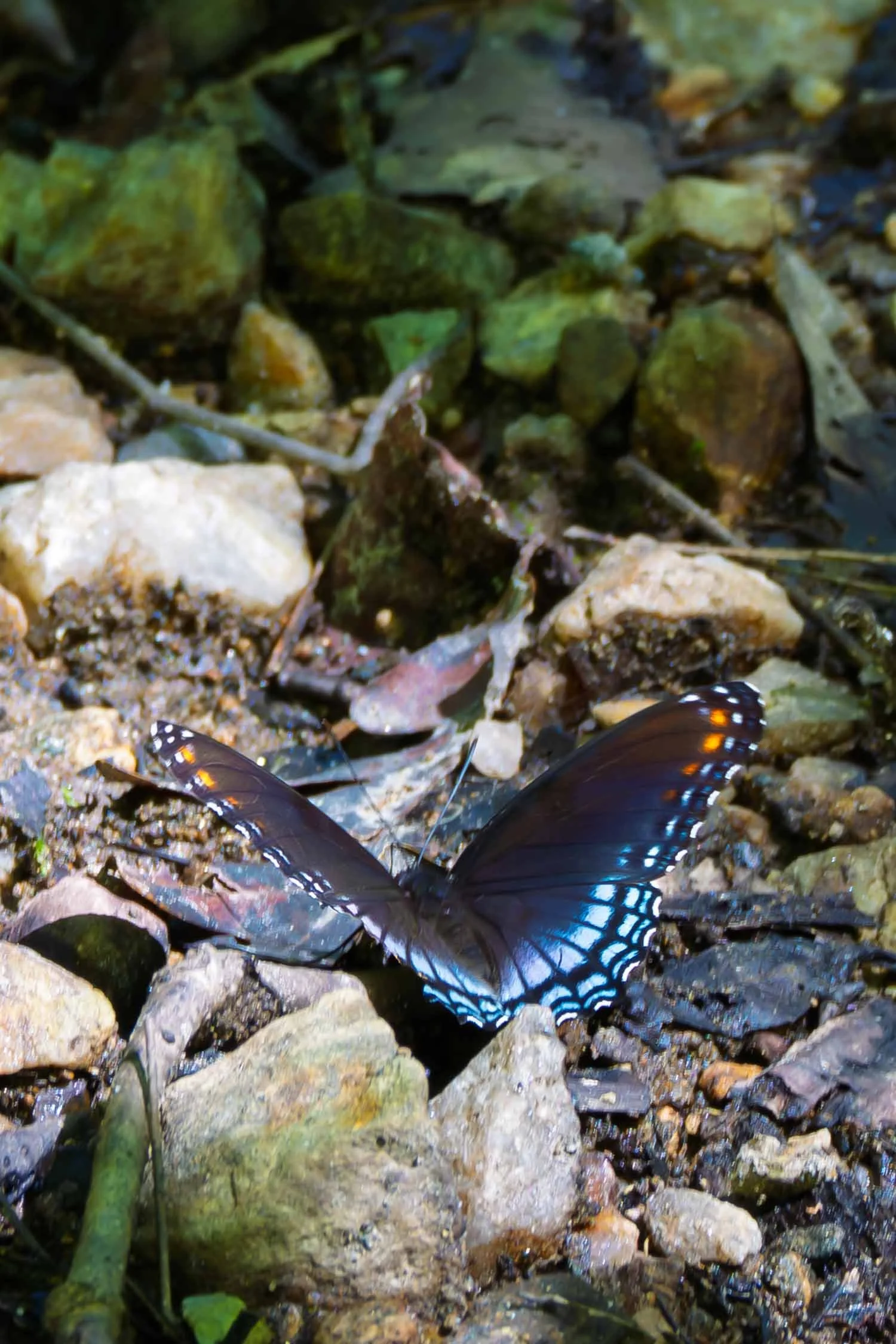 Red-spotted Purple Butterfly 01