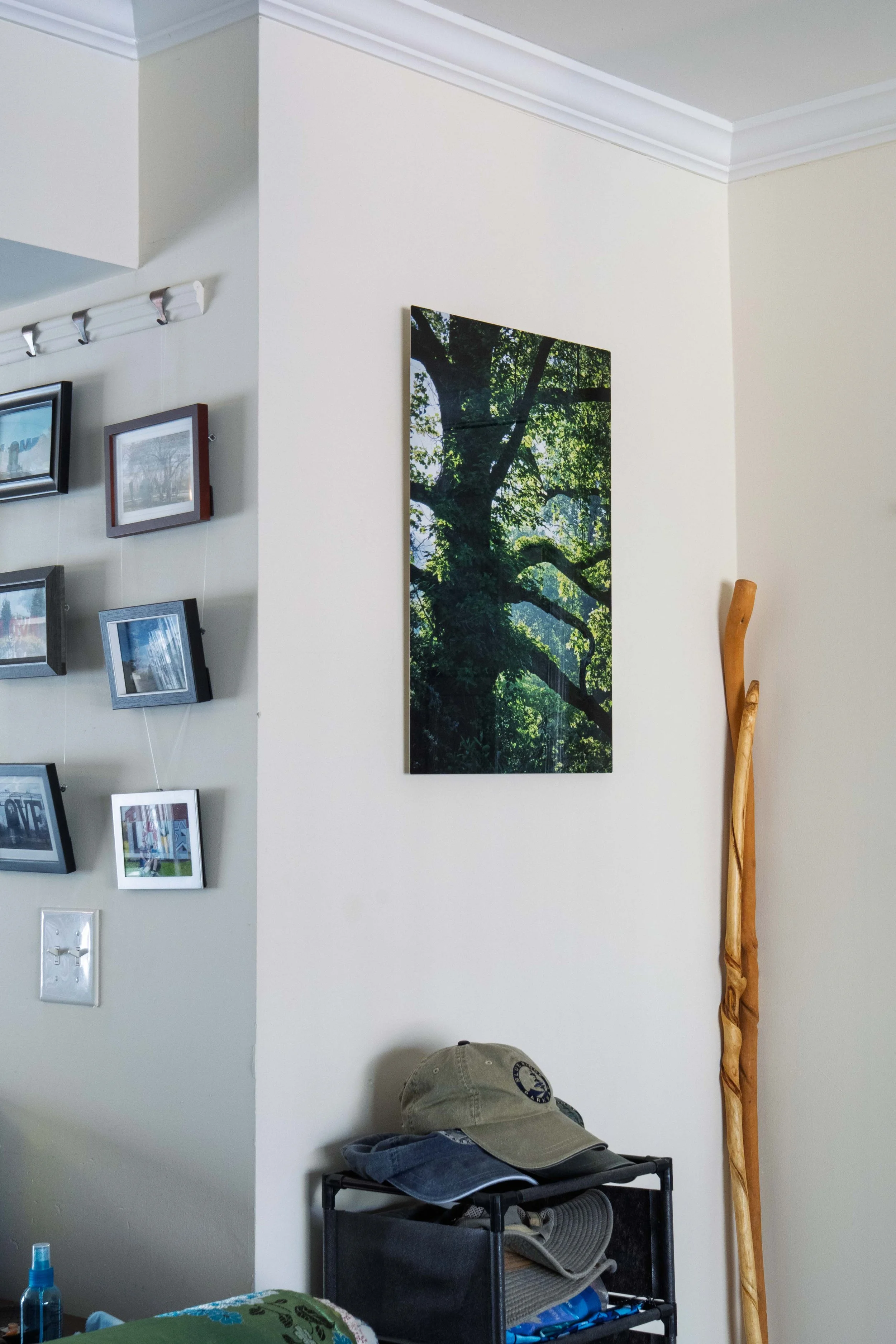 Hanging on a wall is a metal photo print of a massive tree, too big for the frame, with gangly branches backlit by a sun-filled mist.