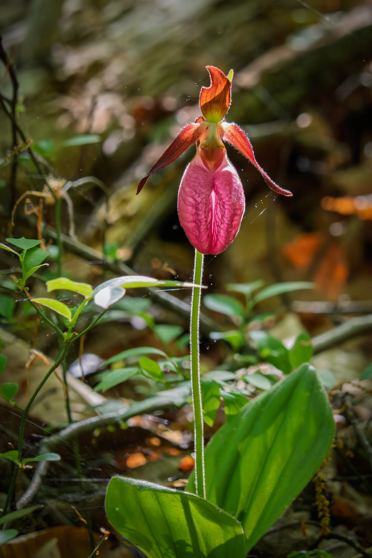 Wildflowers Pink Lady Slipper_01_CR.jpg