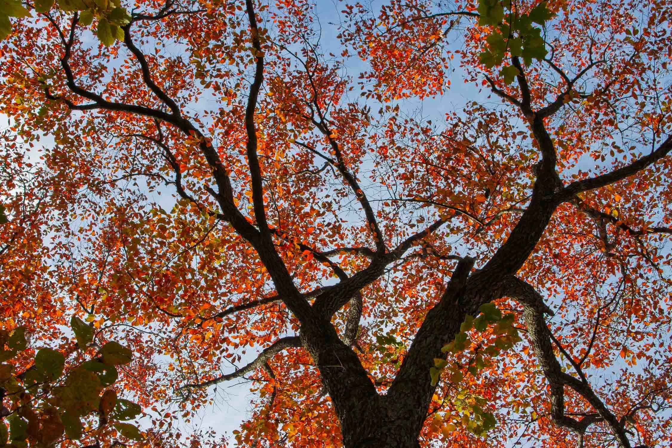 Autumn Leaves 01
