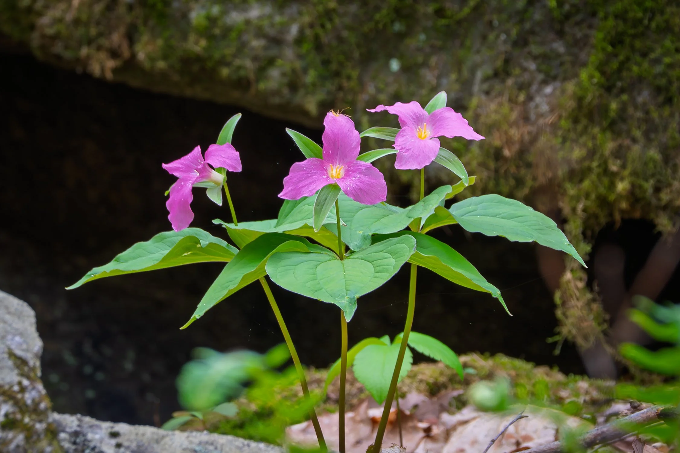 Pink Trillium 01, [Fine Art America]