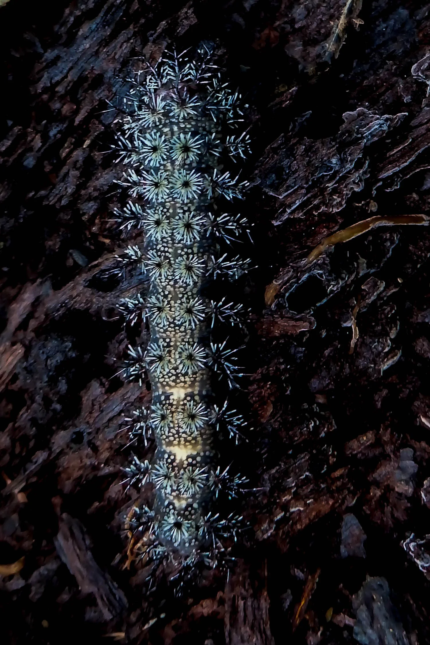Buck Moth Caterpillar 01
