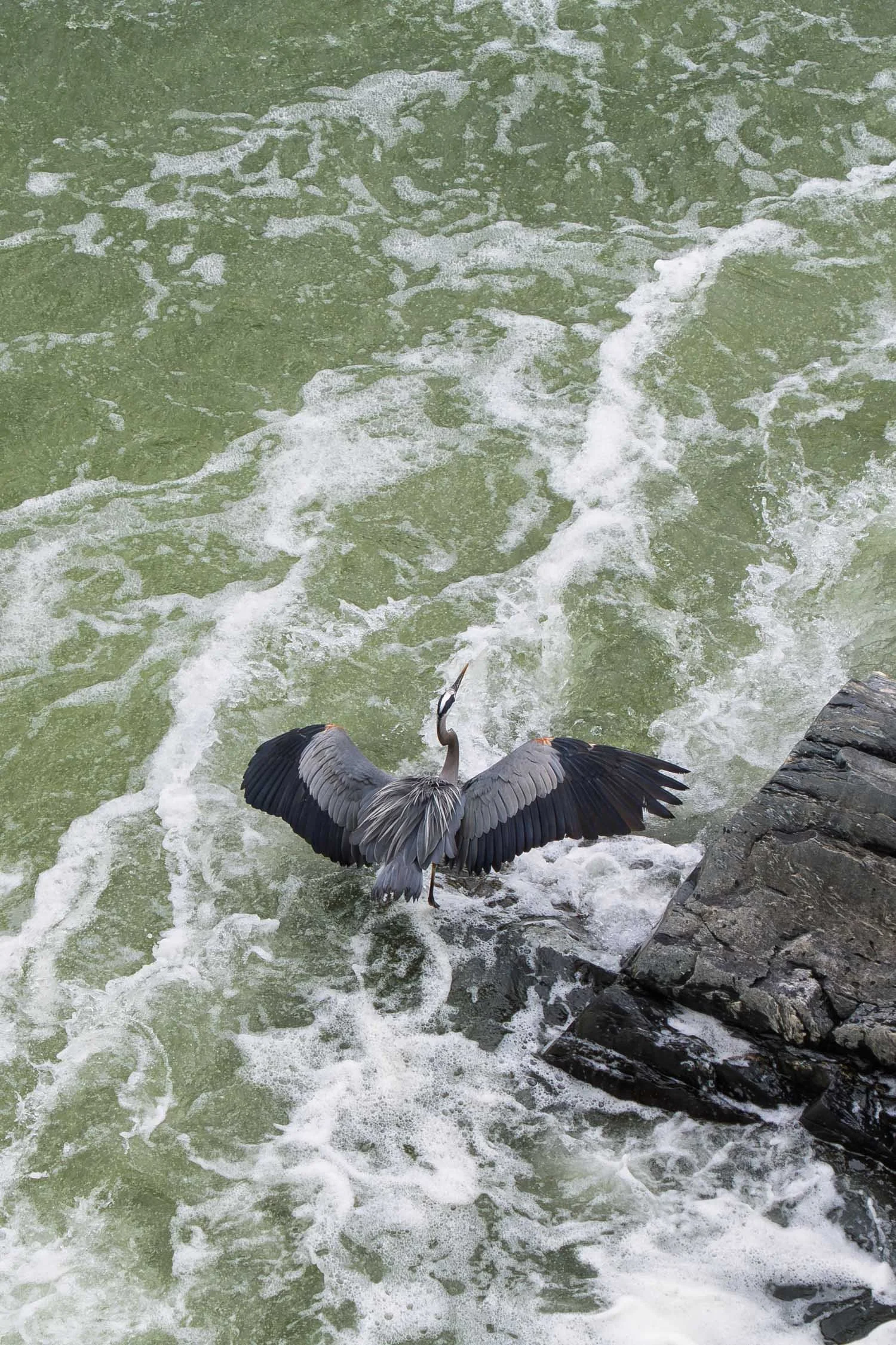 Great Blue Heron 03