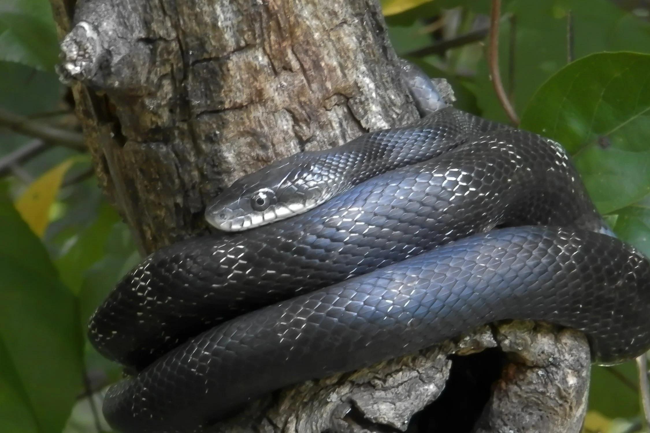 Eastern Rat Snake 01