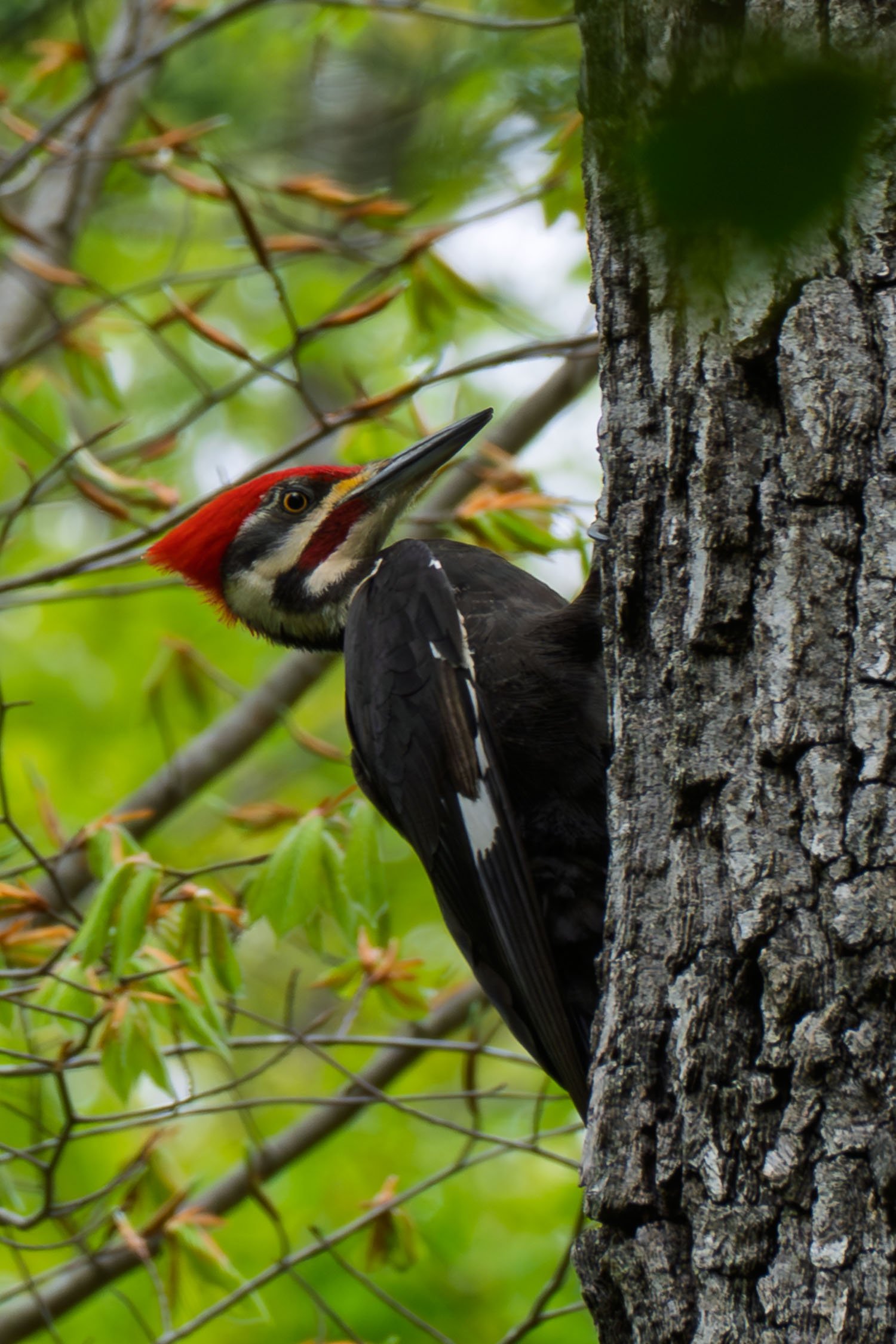 Pileated Woodpecker 01