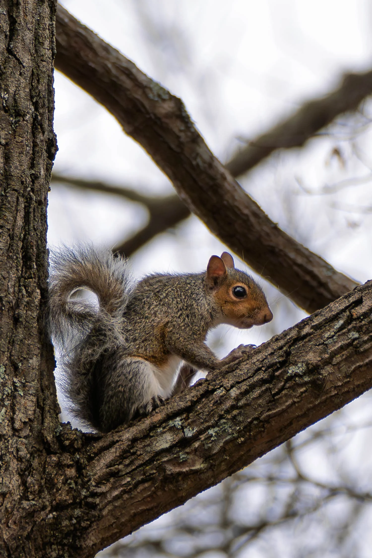 Squirrel (Eastern Gray) 02
