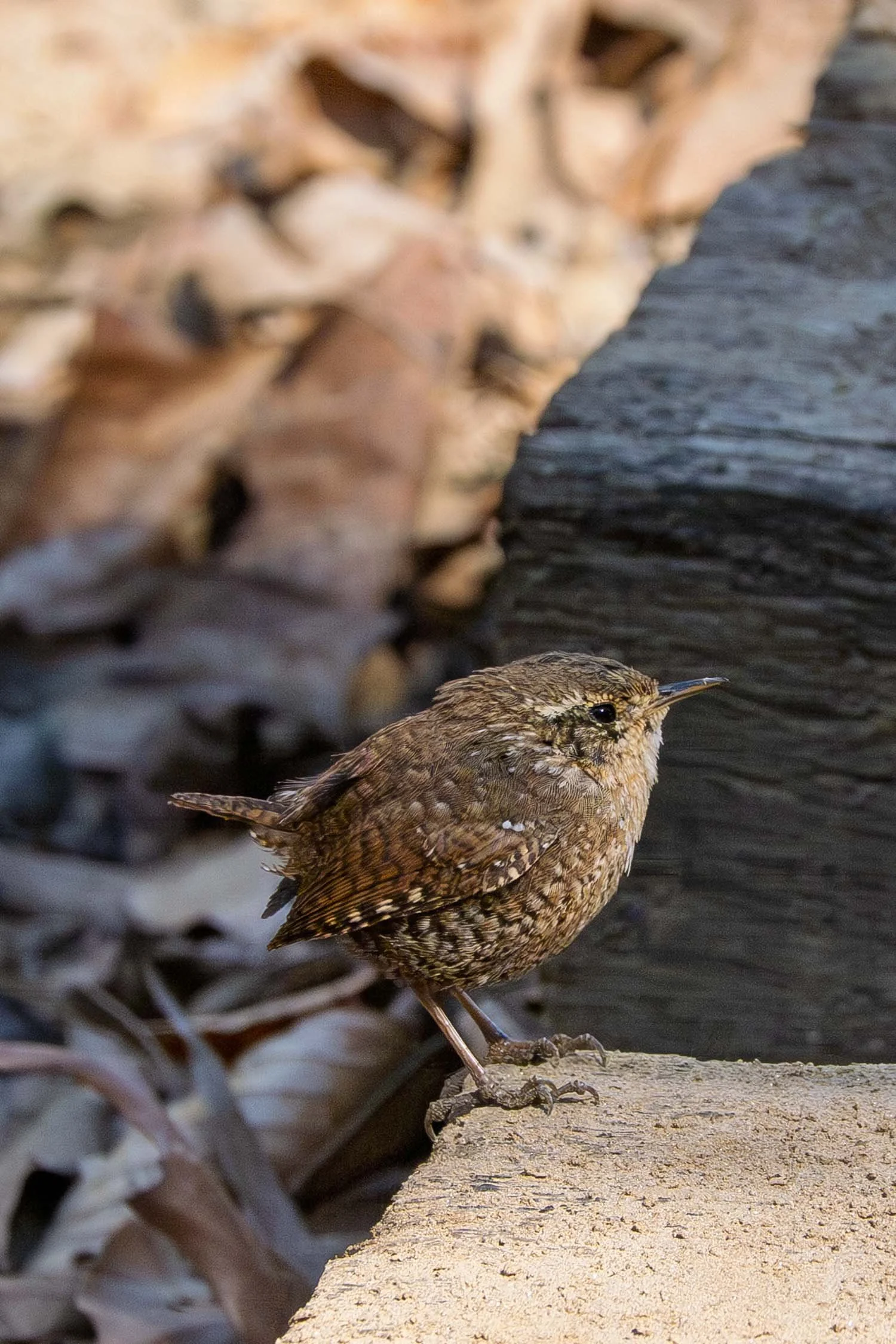 Winter Wren 01