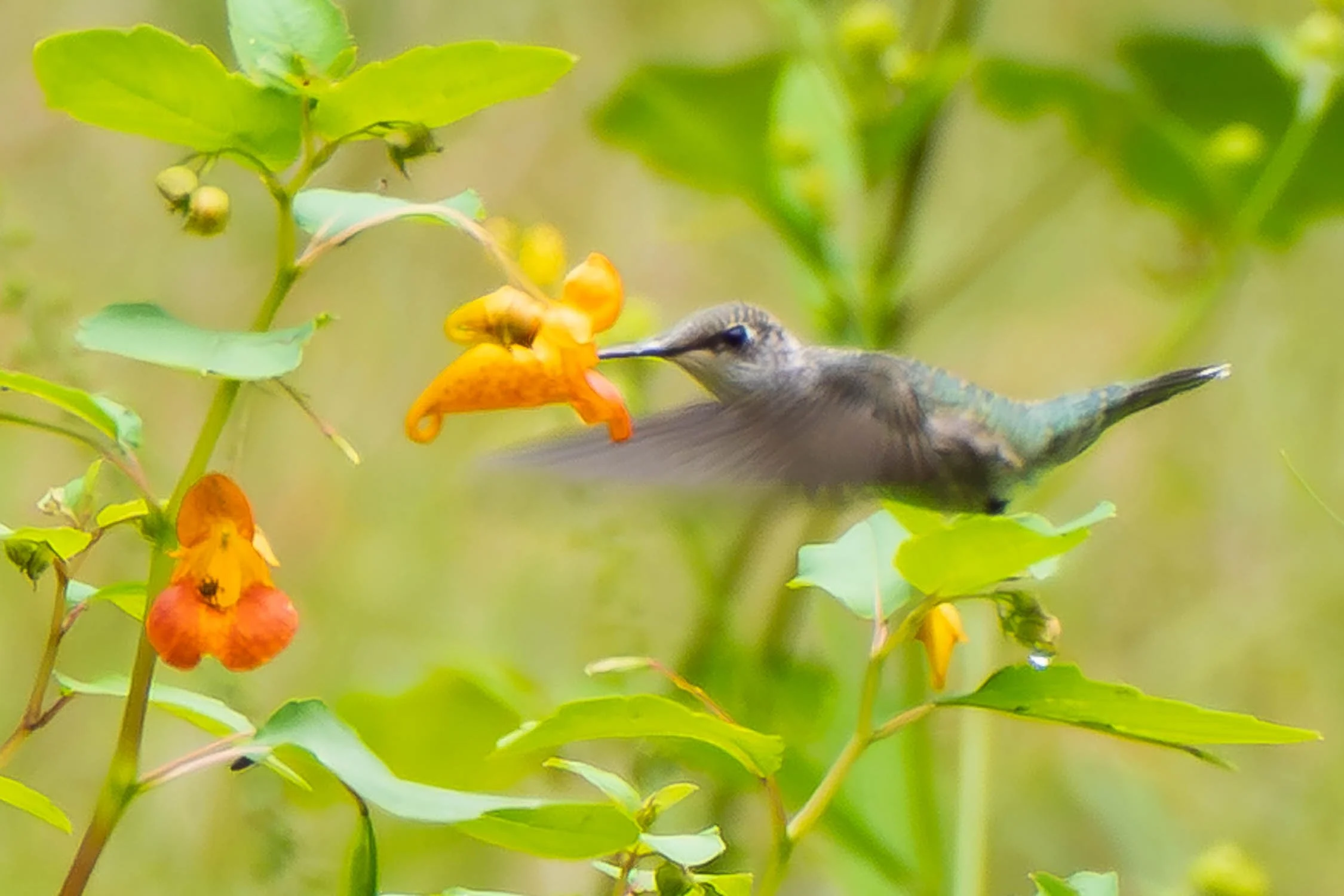 Ruby-throated Hummingbird (female) 01