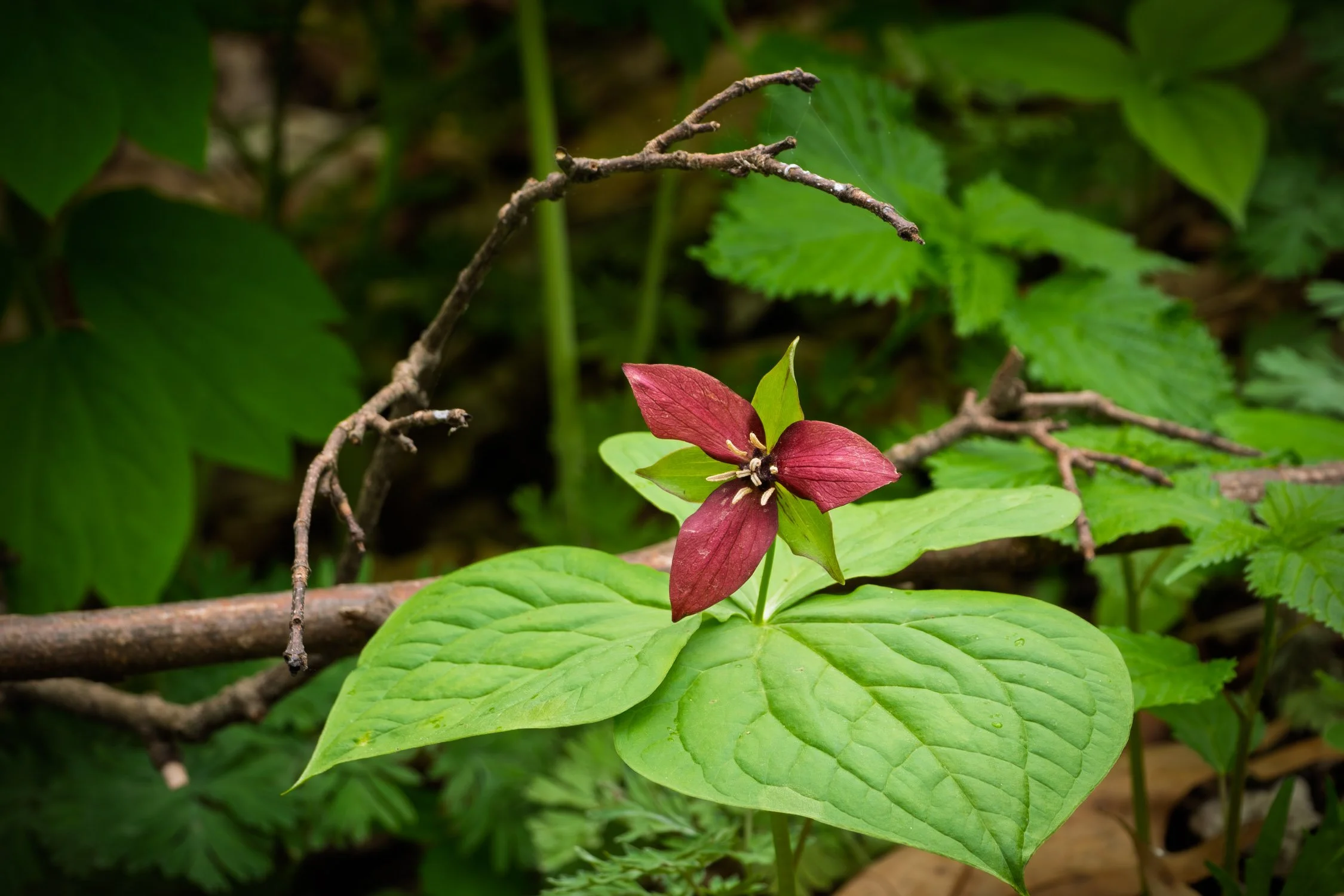 Red Trillium 01, [Fine Art America]