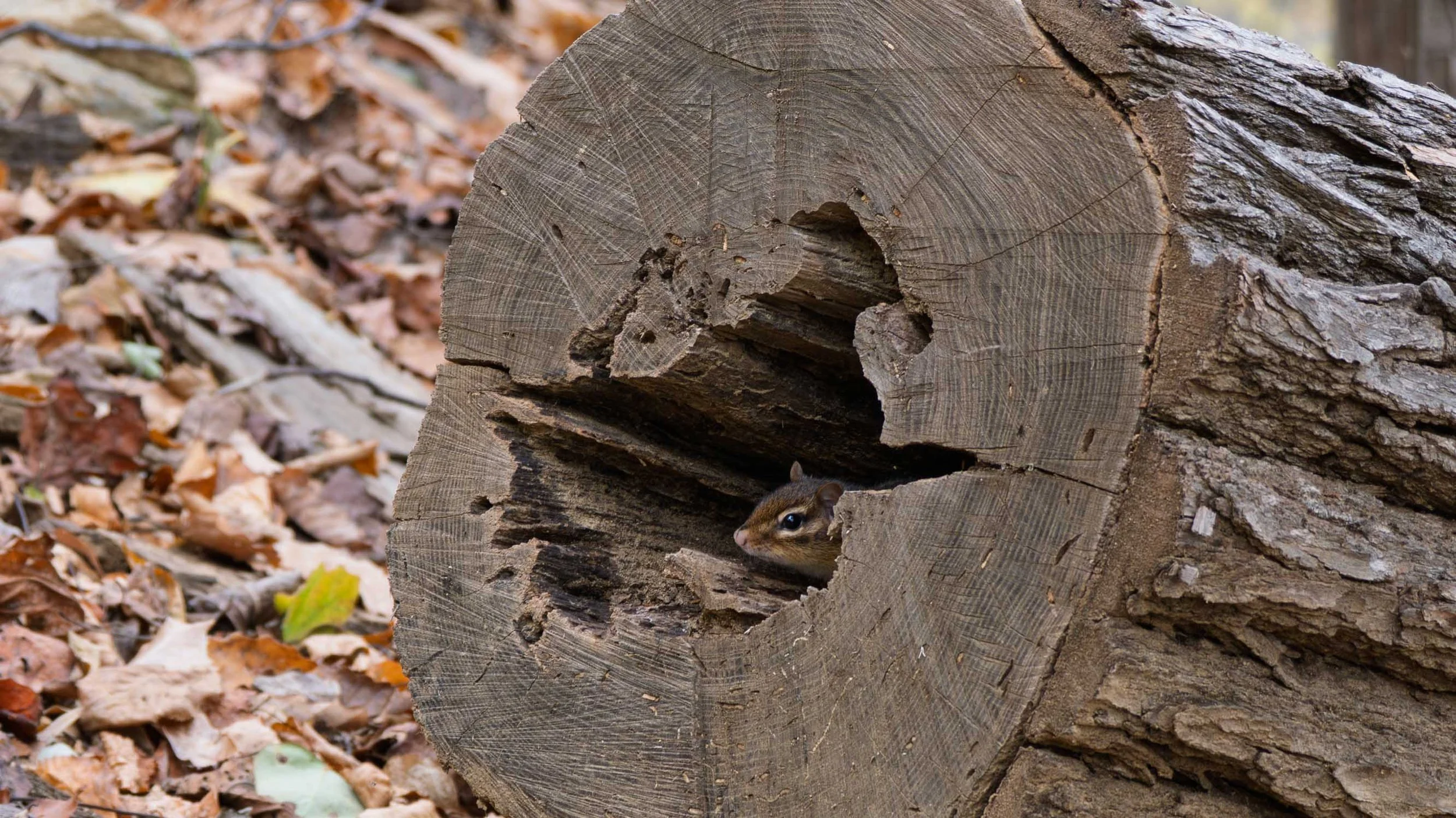 A chipmunk peers out from the hollow center of a fallen sawed tree.