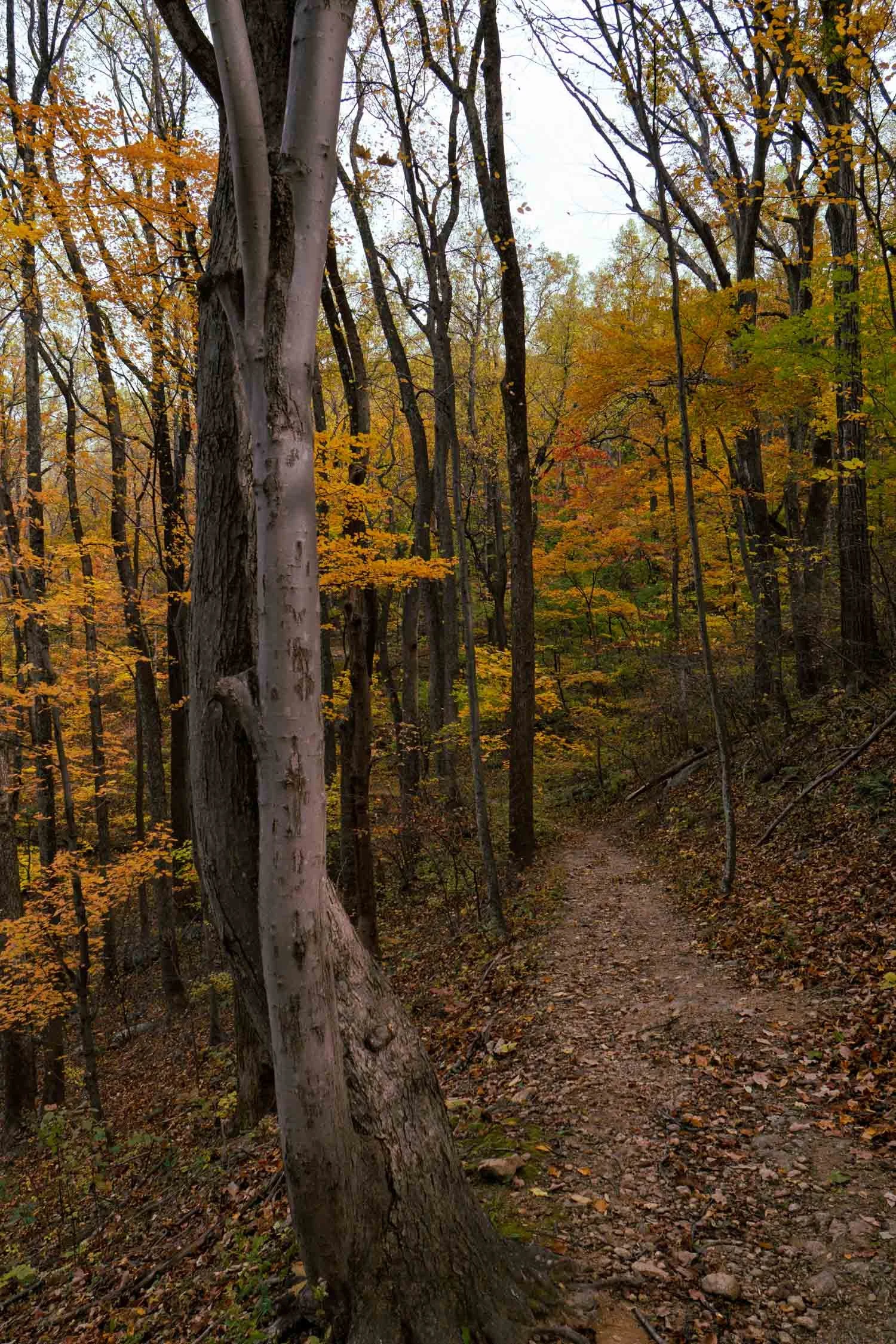 Woodland Autumn Path_03_CR.jpg