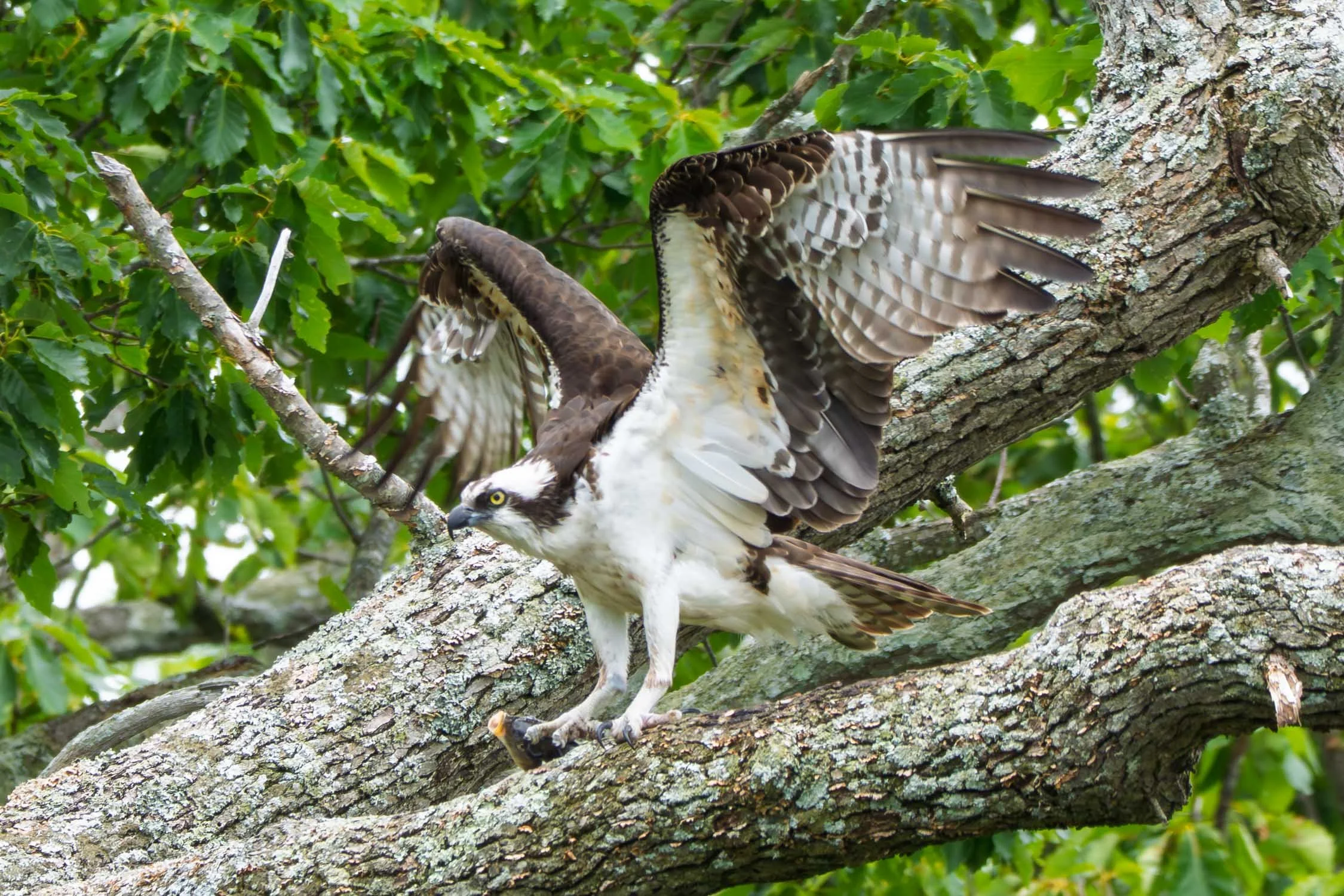 Osprey 01