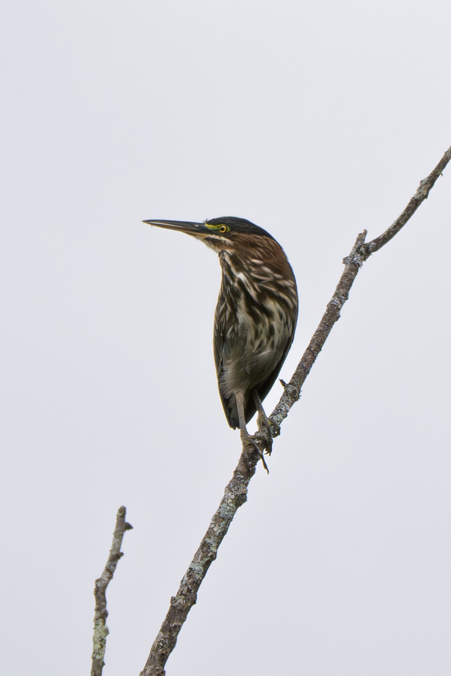 Green Heron 01
