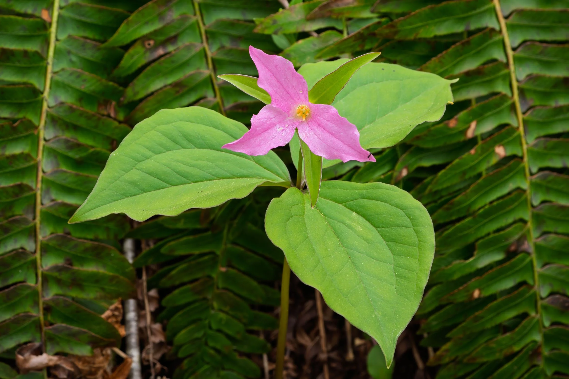 Pink Trillium among Ferns 01, [Fine Art America]