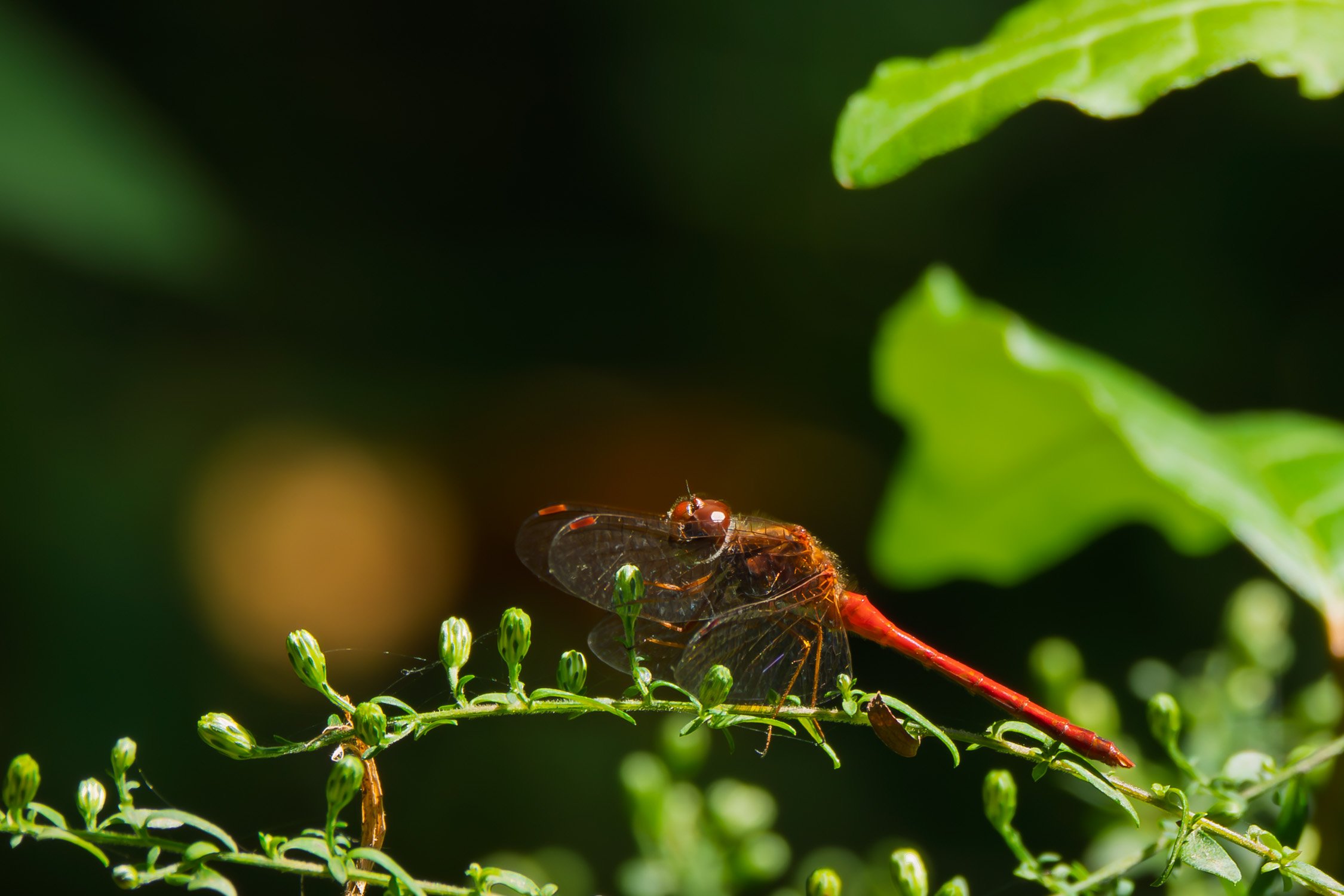 Autumn Meadowhawk (male) 02, [Fine Art America, Redbubble]
