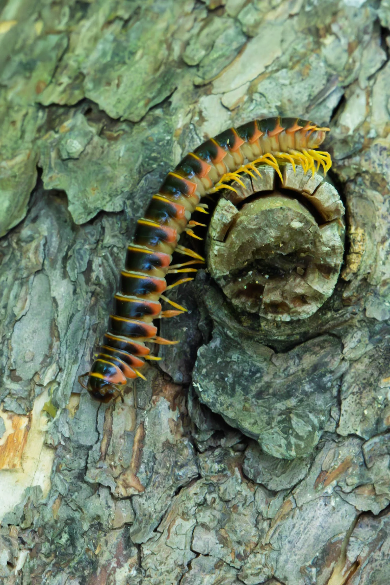 Red and Gold Flat Millipede