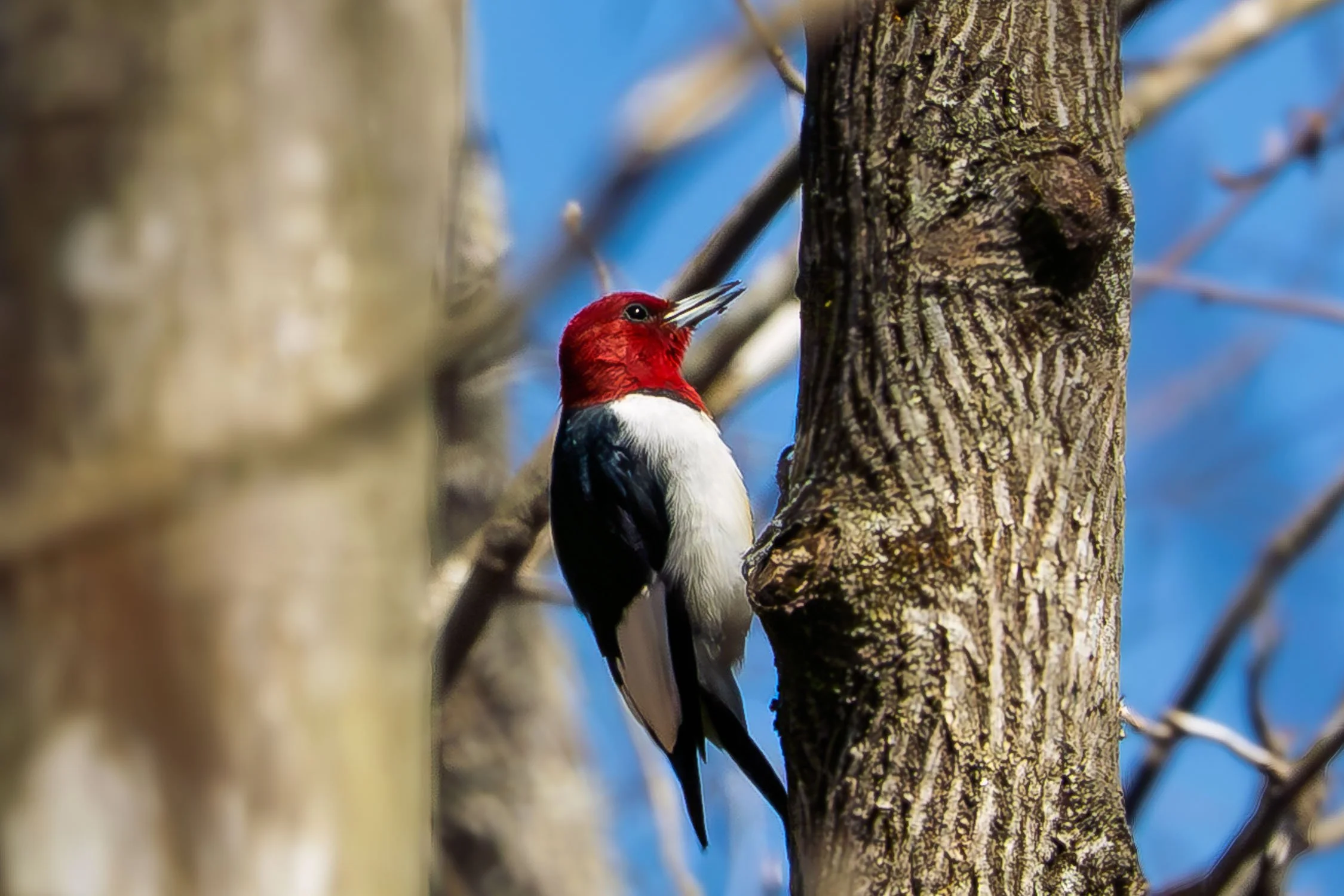 Red-headed Woodpecker 01, [Fine Art America, Redbubble]