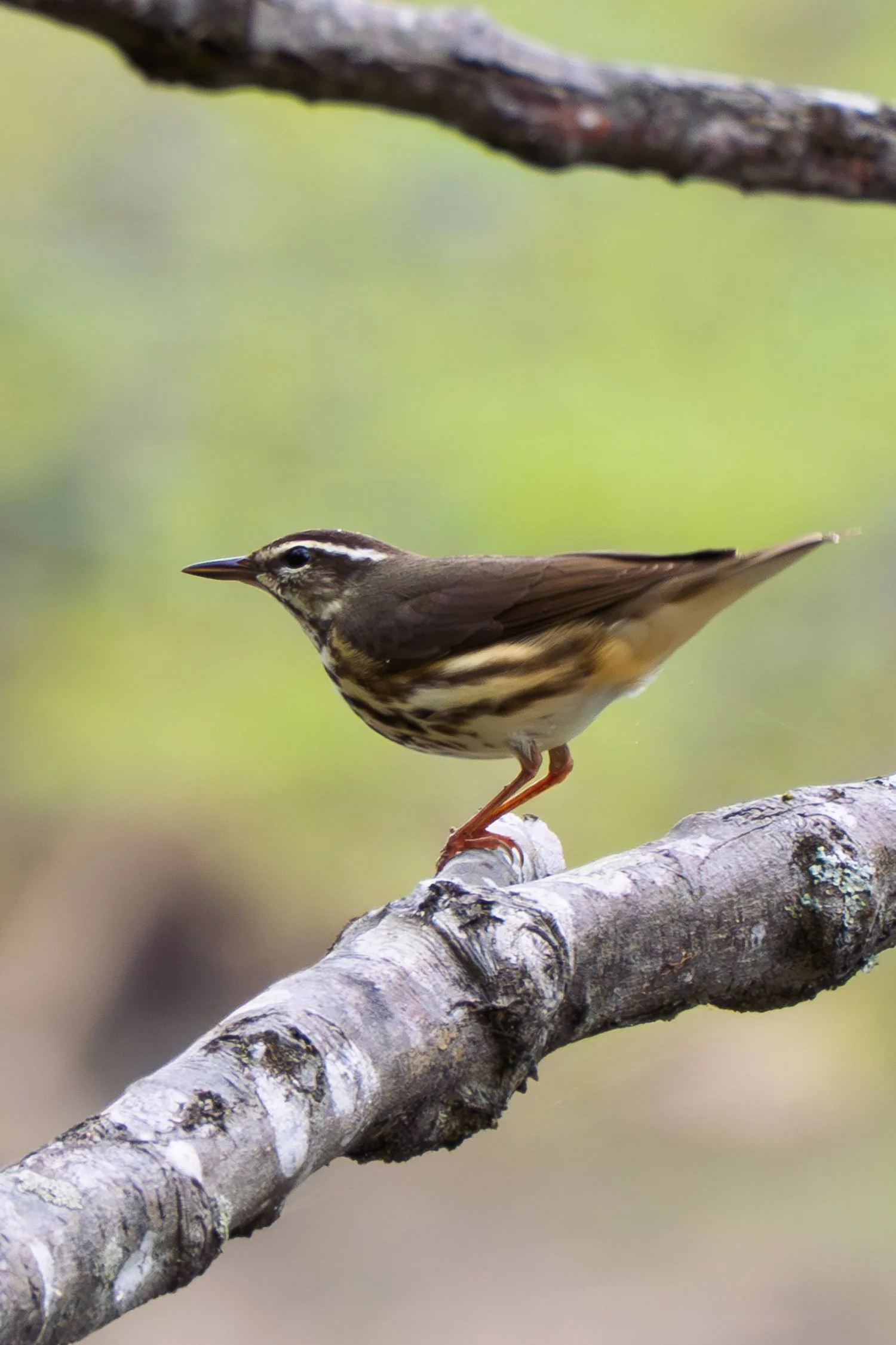 Water Thrush 02