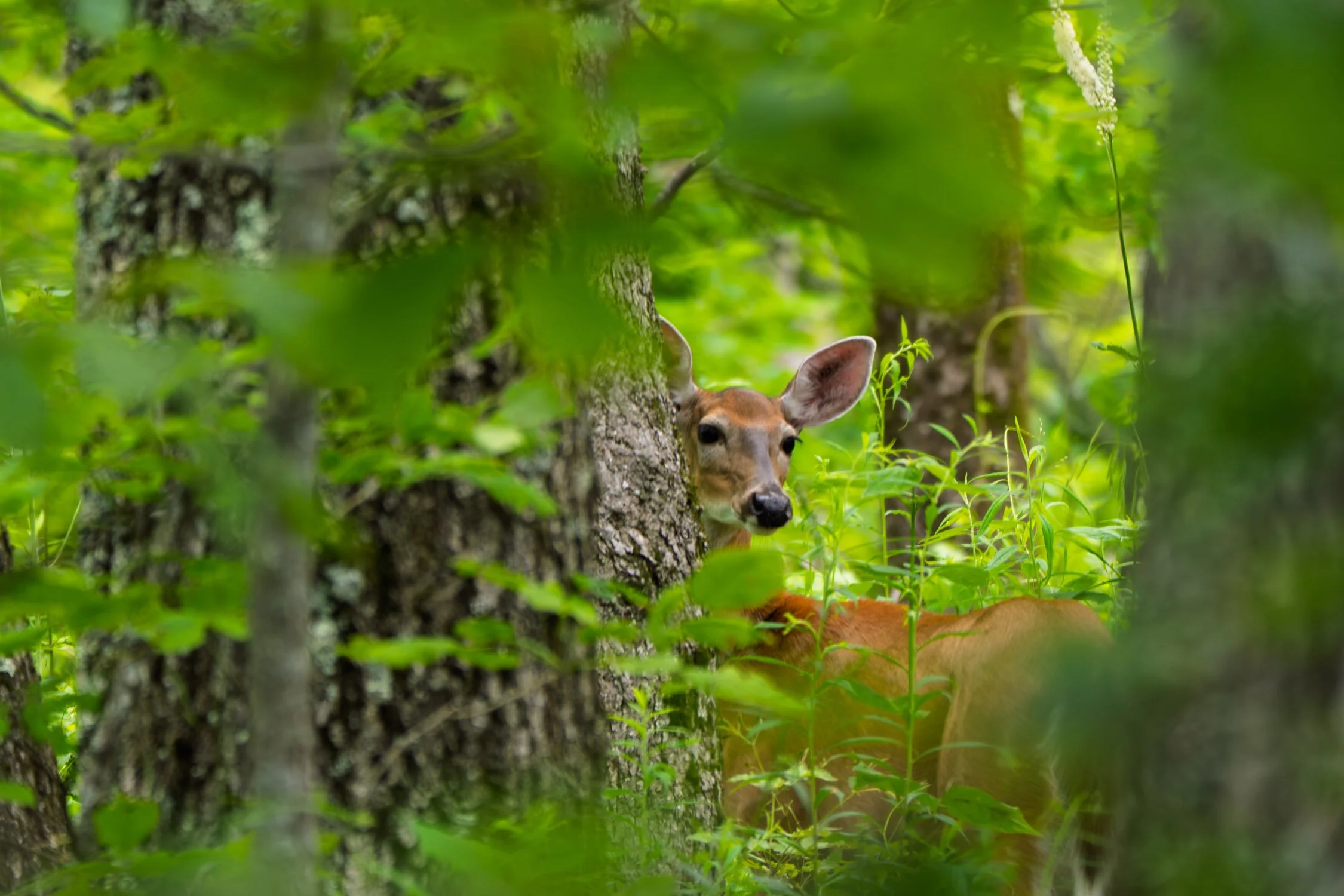 White-tailed Deer (female)