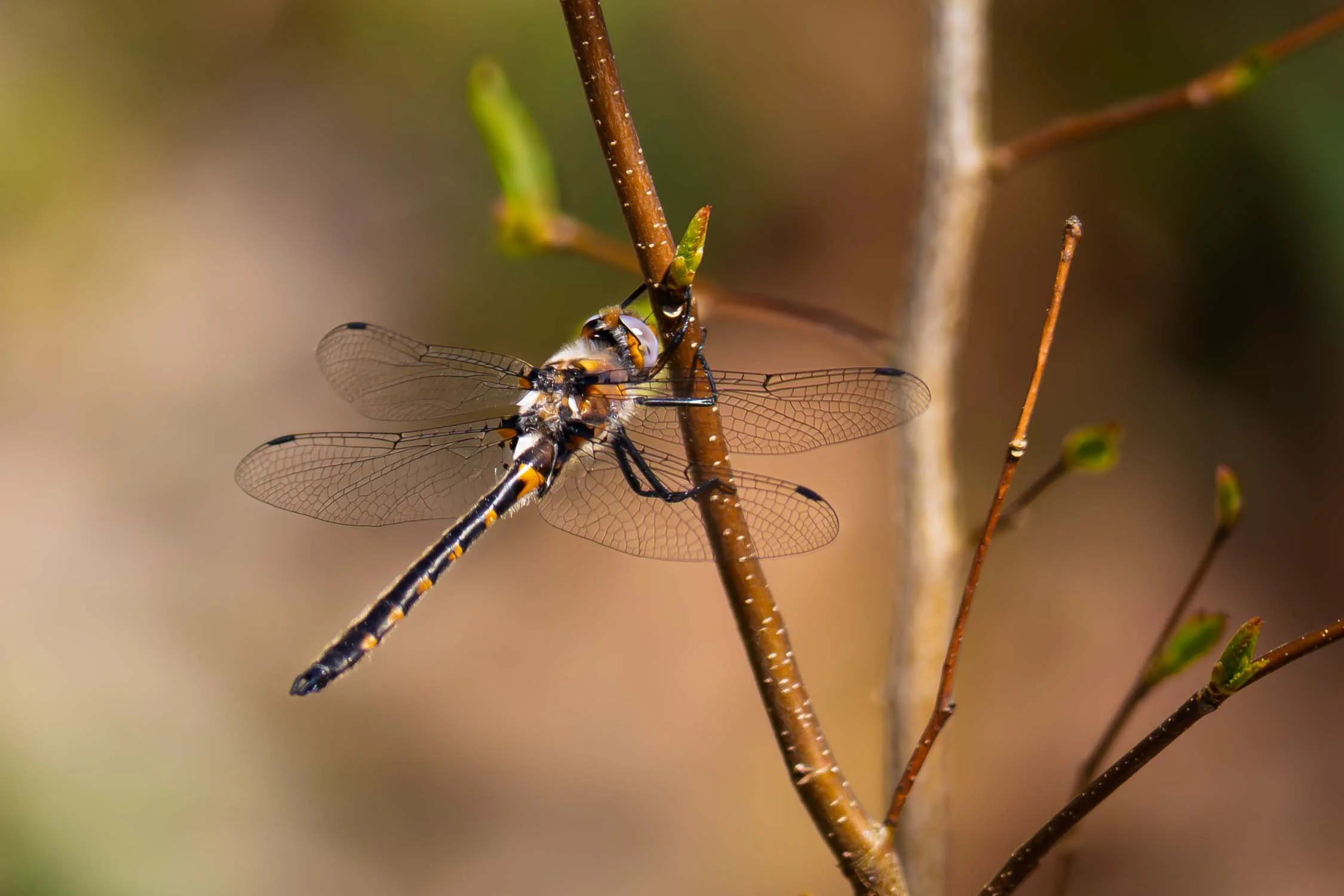 Common Baskettail 01