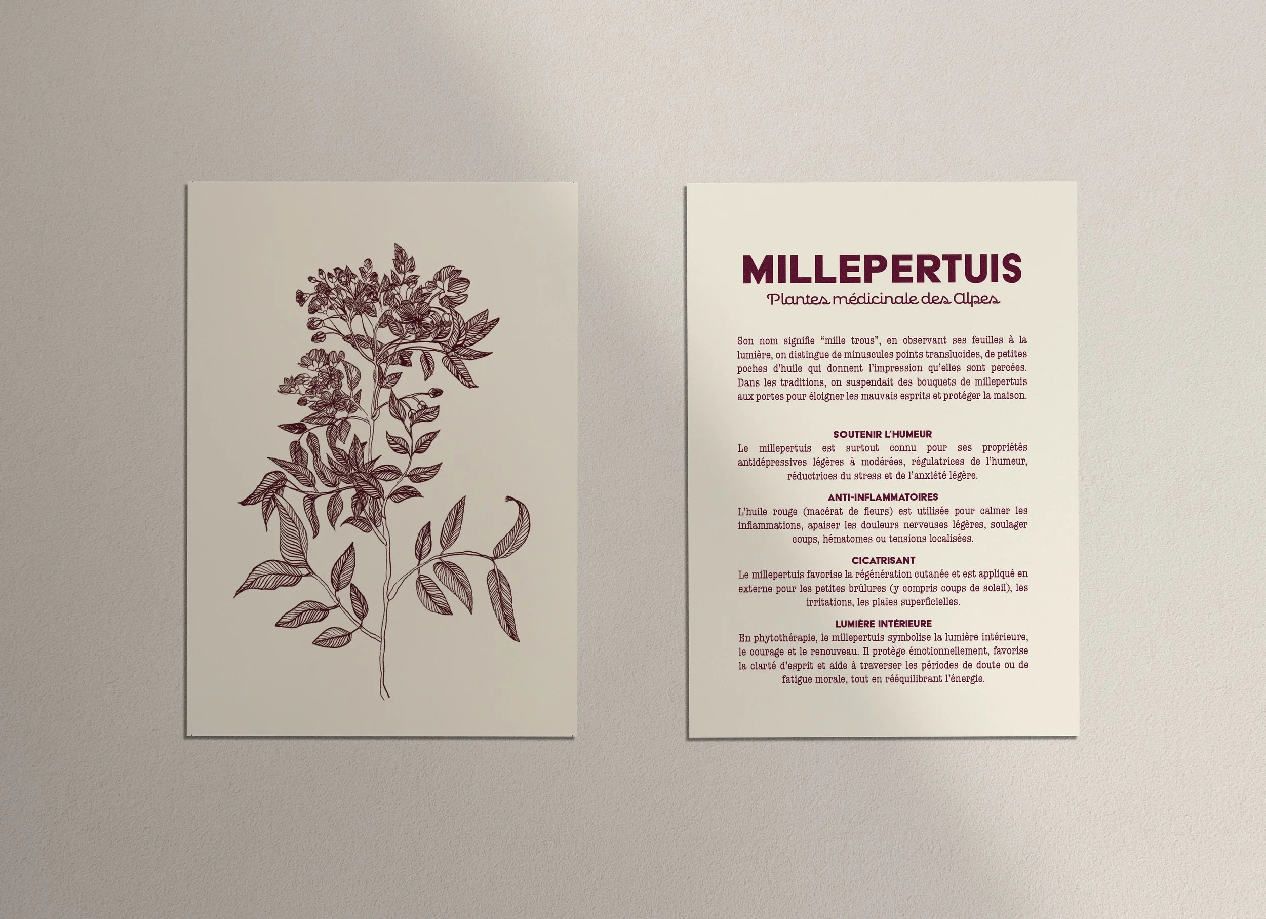 Millepertuis recto verso.jpg