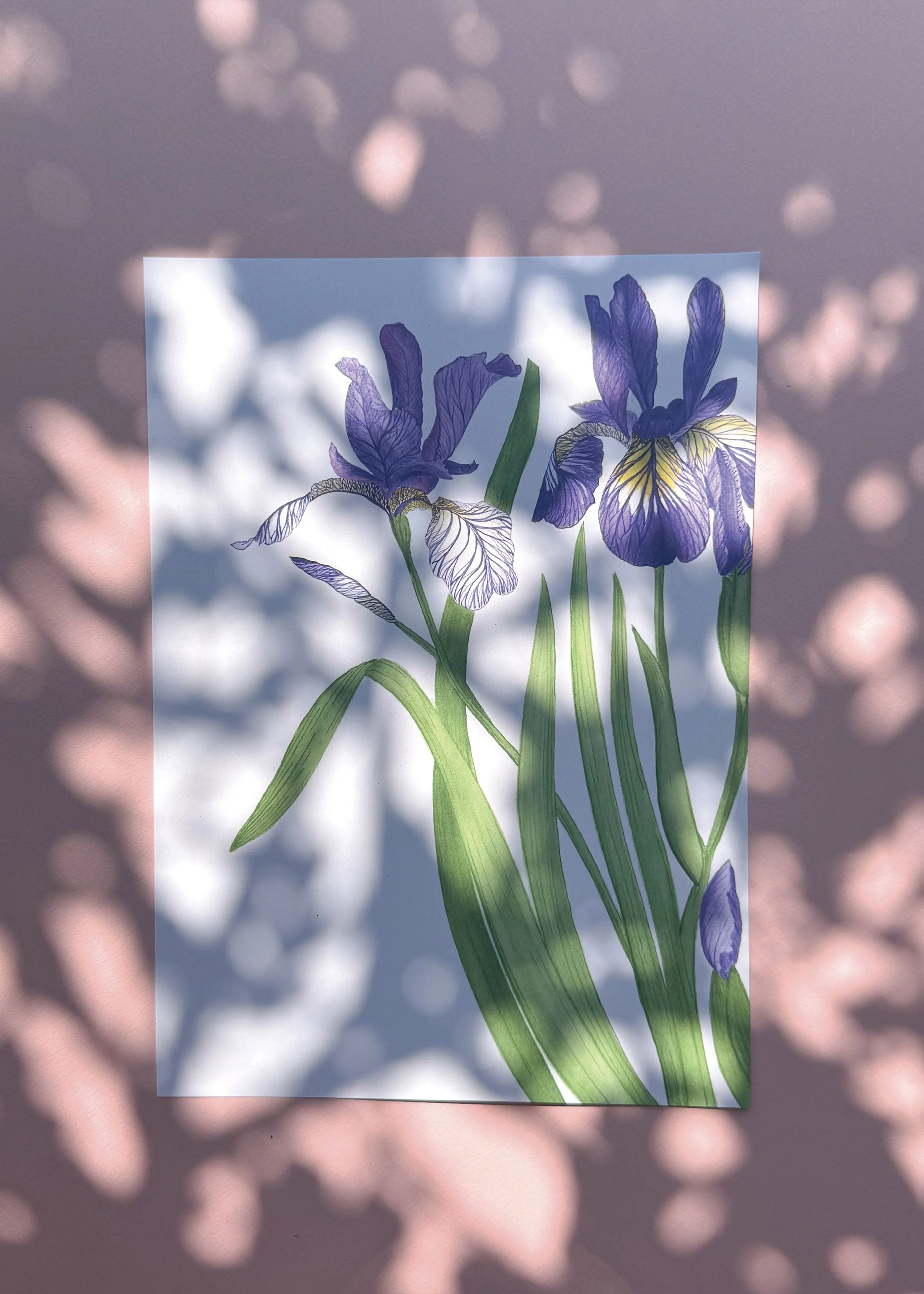 Iris - Tirage d'art A4