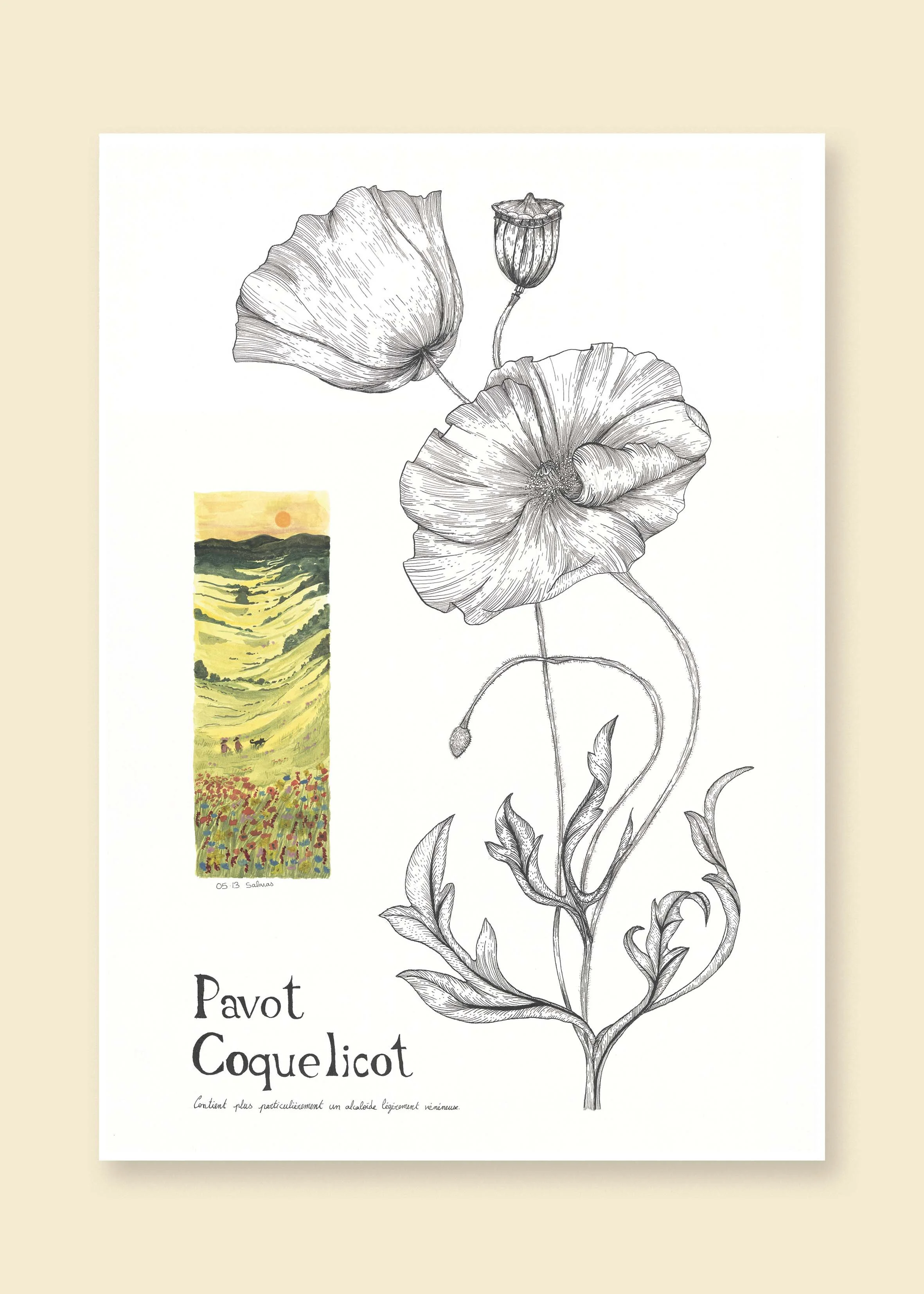 Coquelicot A3 neutre.jpg