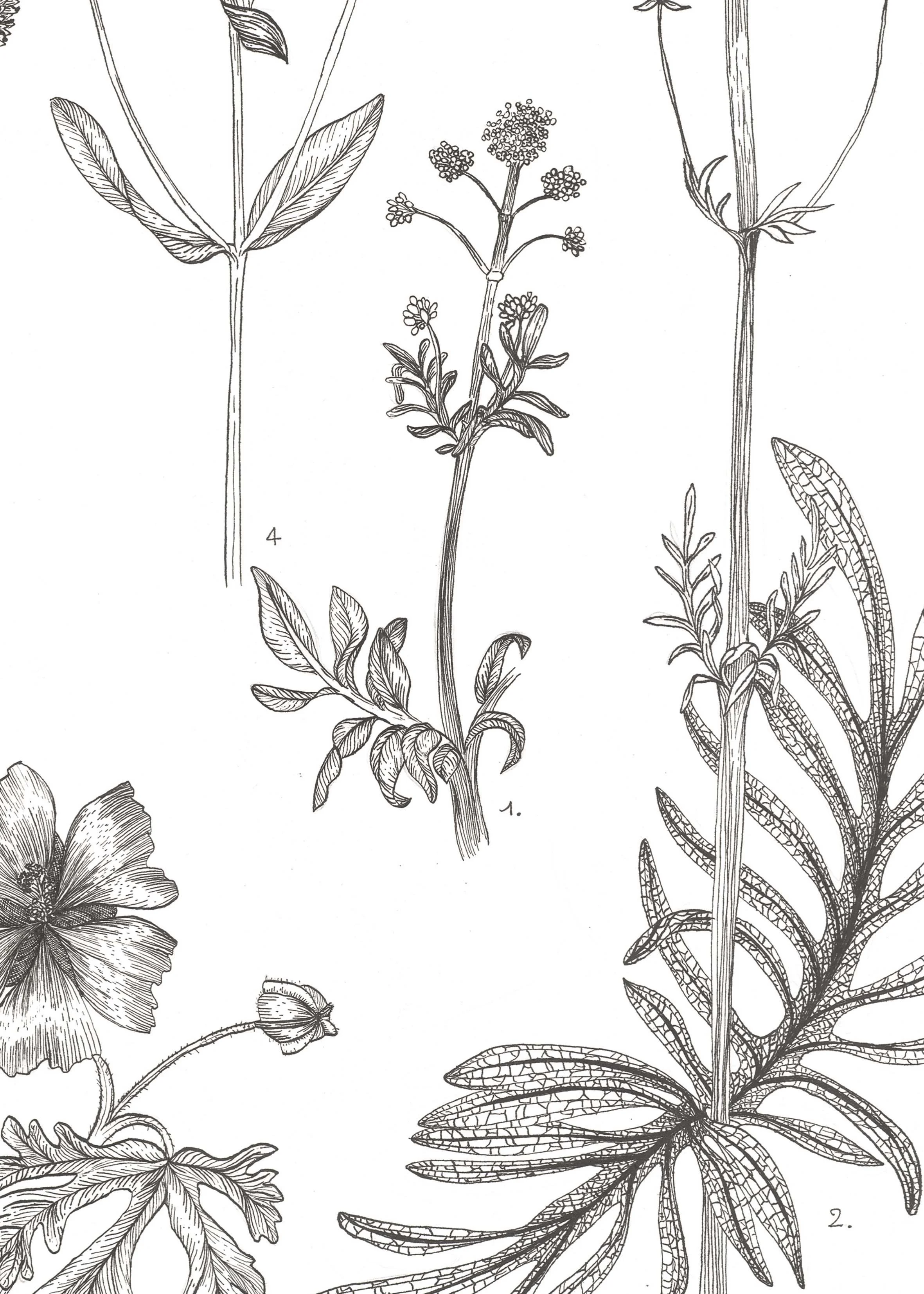 Quelle est donc cette fleur zoom.jpg