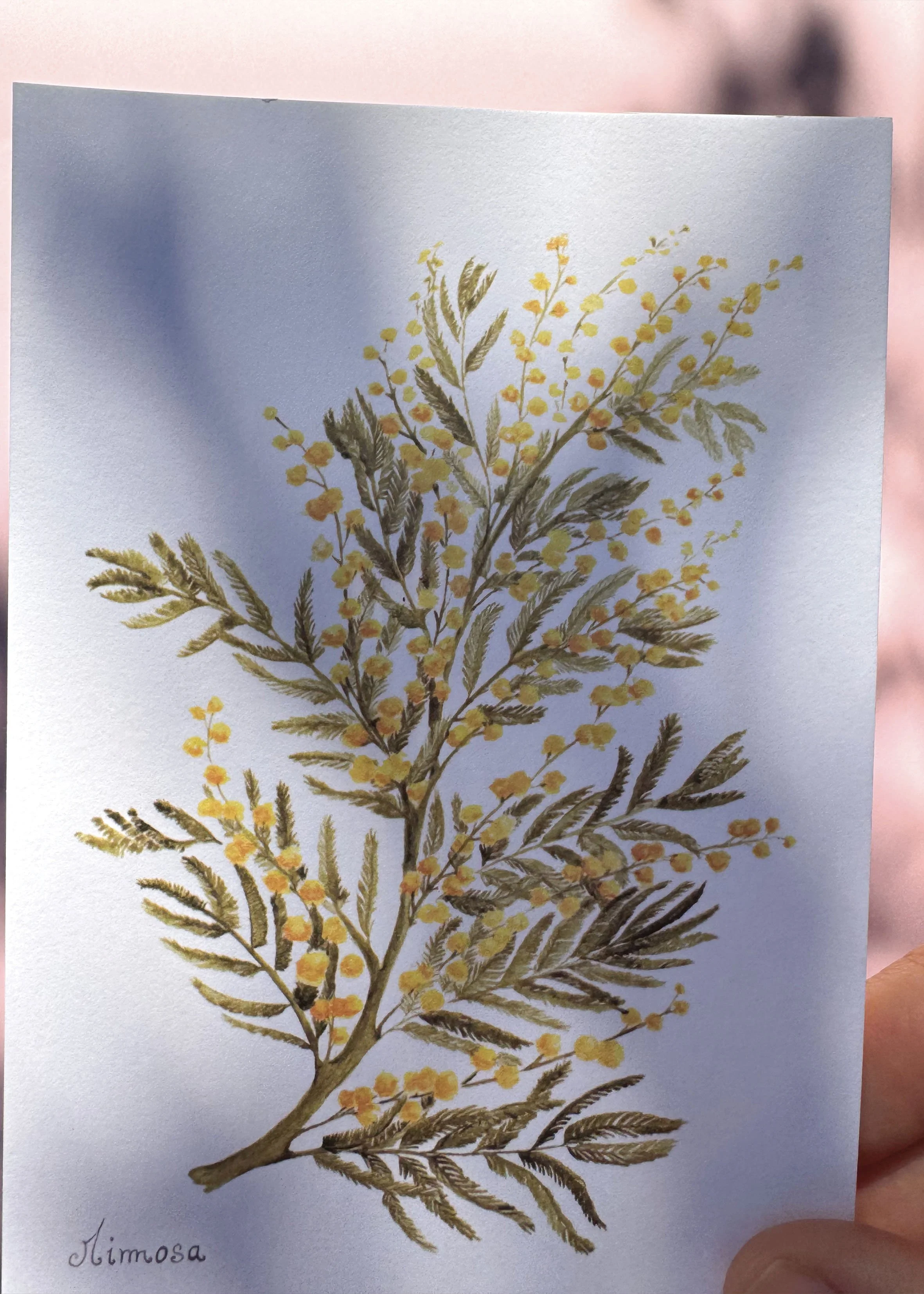 Mimosa zoom.jpg
