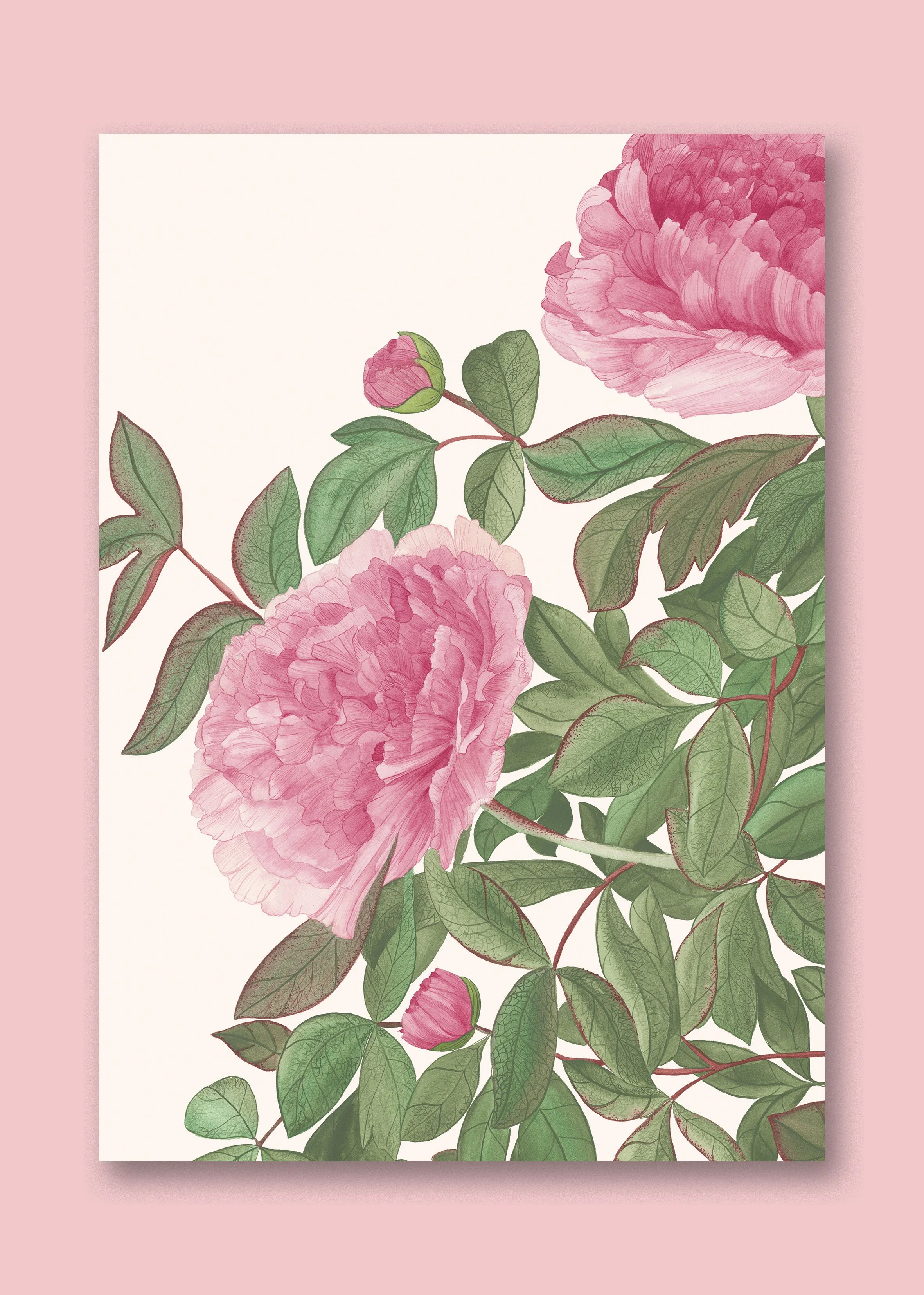 Pivoine GD AF neutre.jpg