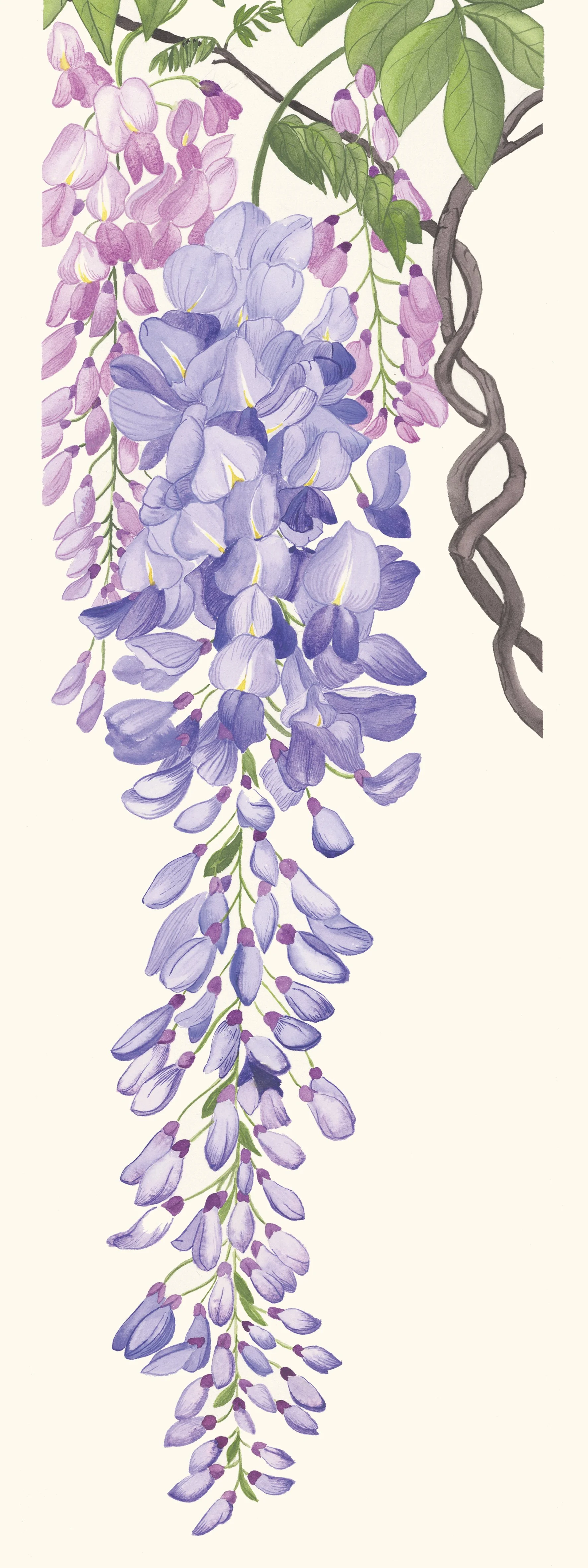Glycine : La glycine peut vivre plus d’un siècle et son tronc se torsade en grandissant, comme une liane sculptée par le temps.
