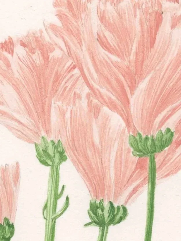 Chrysant%C3%A8me.jpg