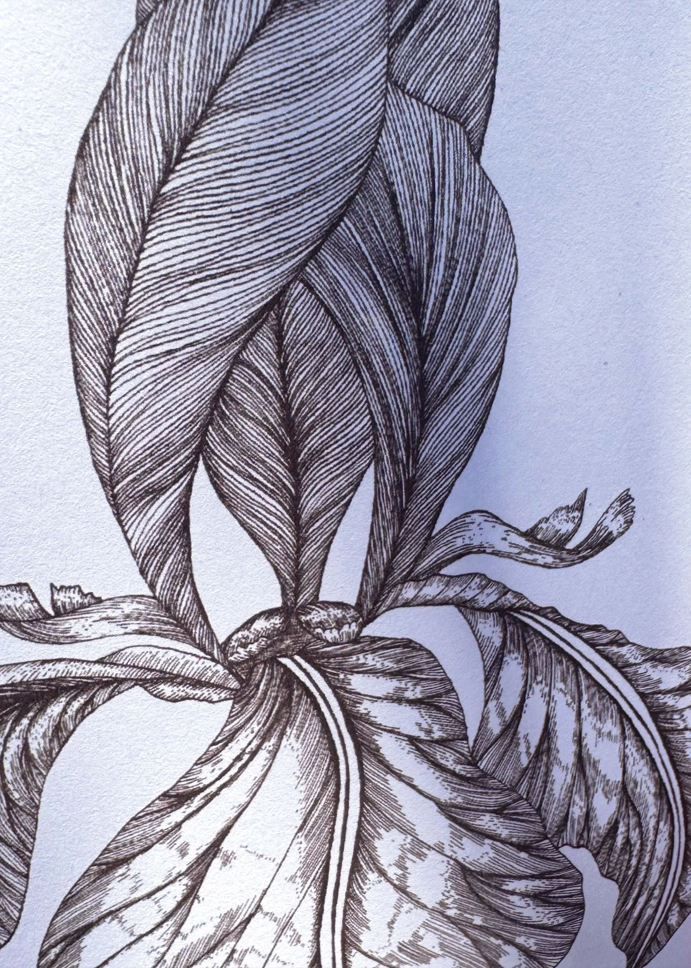 Iris A3 zoom.jpg