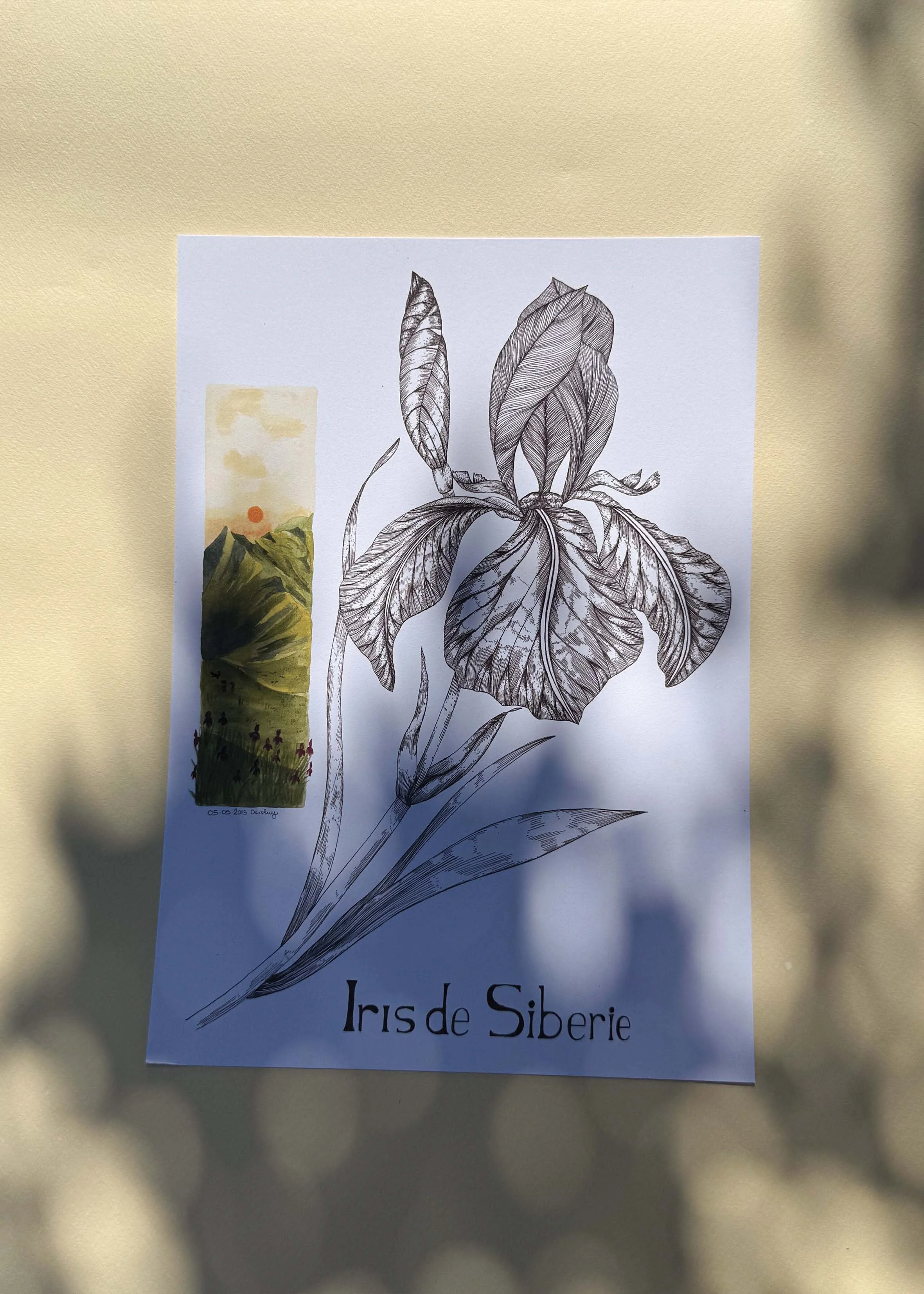 Iris A3.jpg