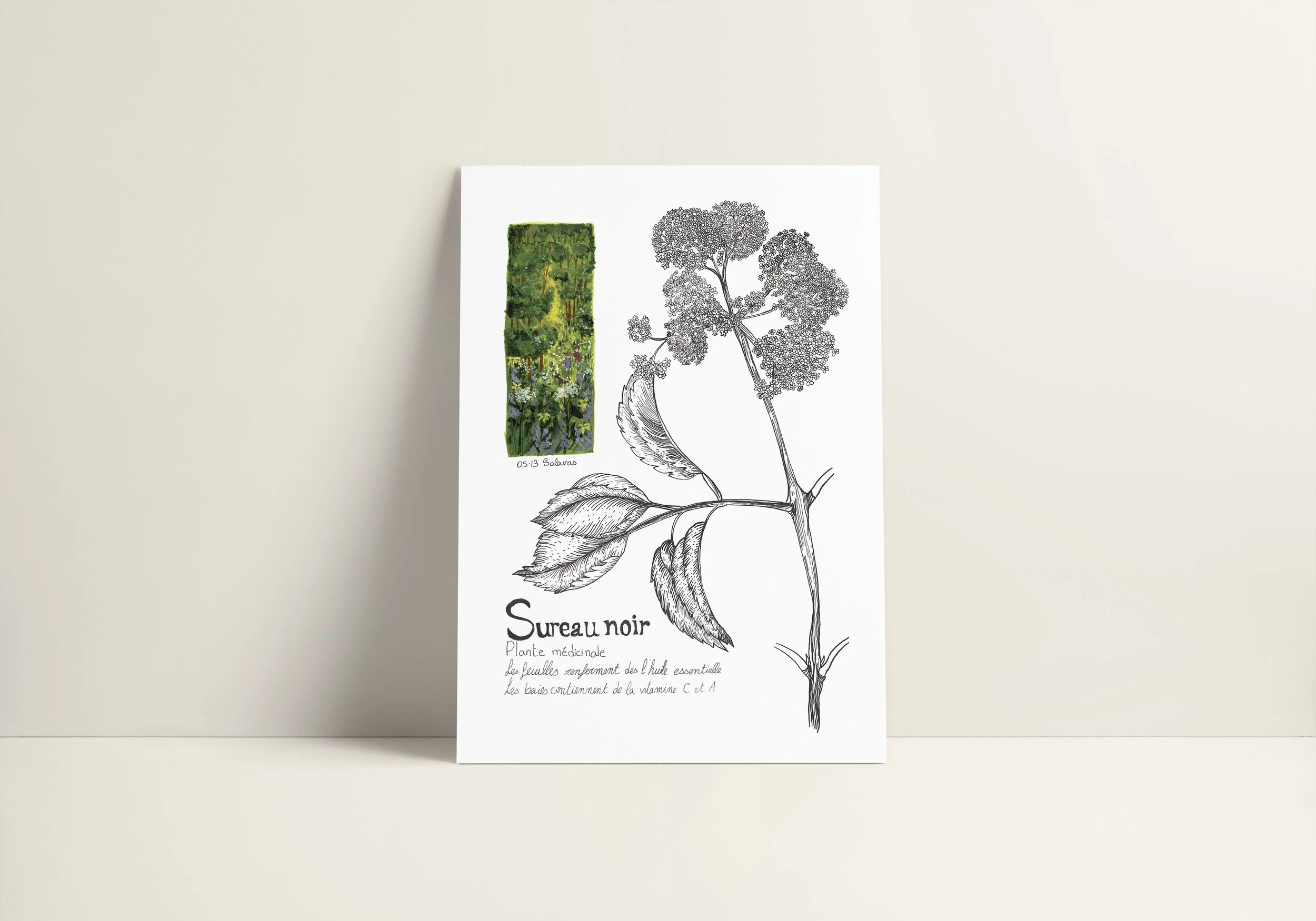 Sureau noir vue 2.jpg