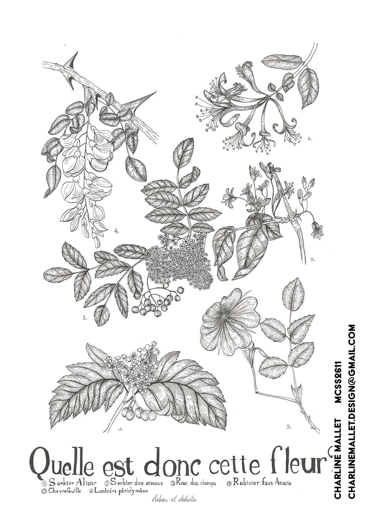 MCSS2611.jpg