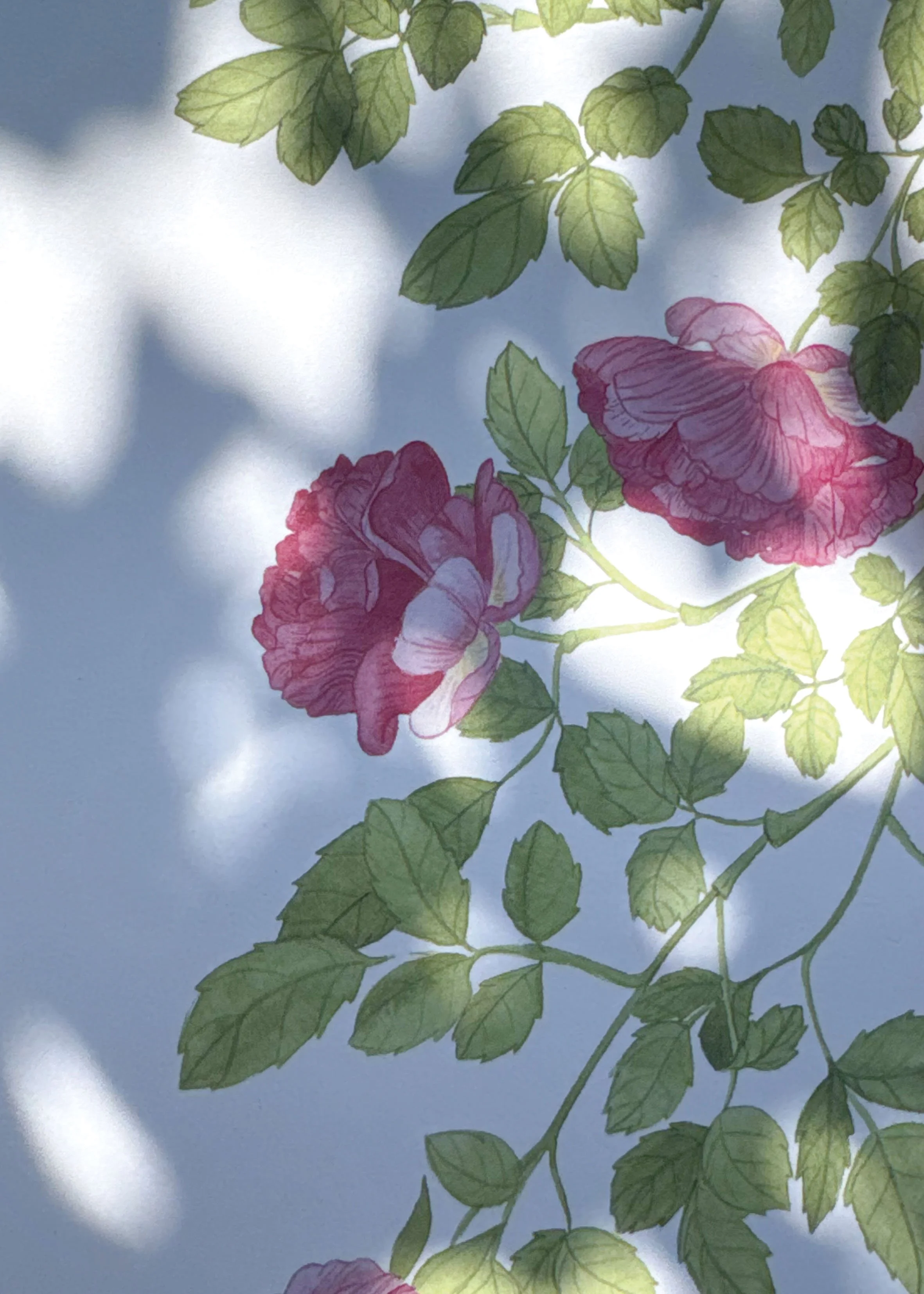 Rose Zoom.jpg