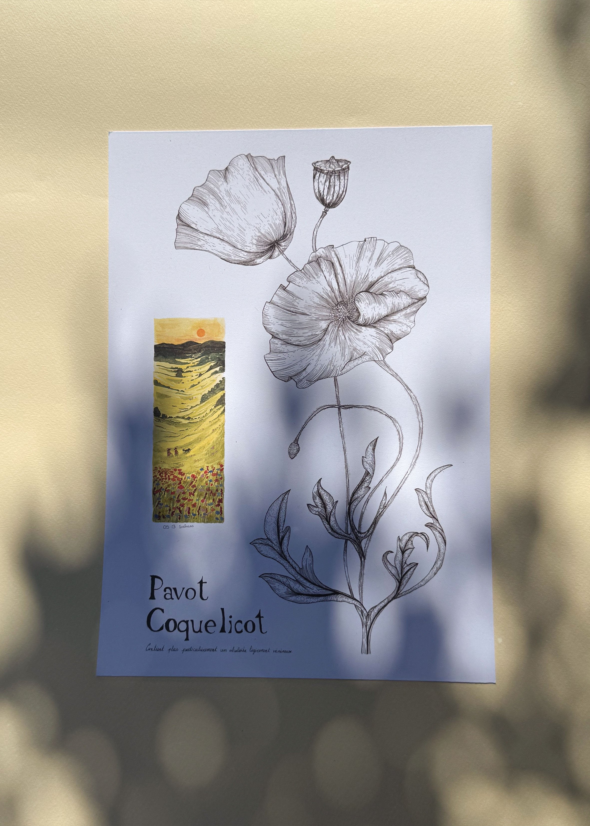 Coquelicot A4.jpg