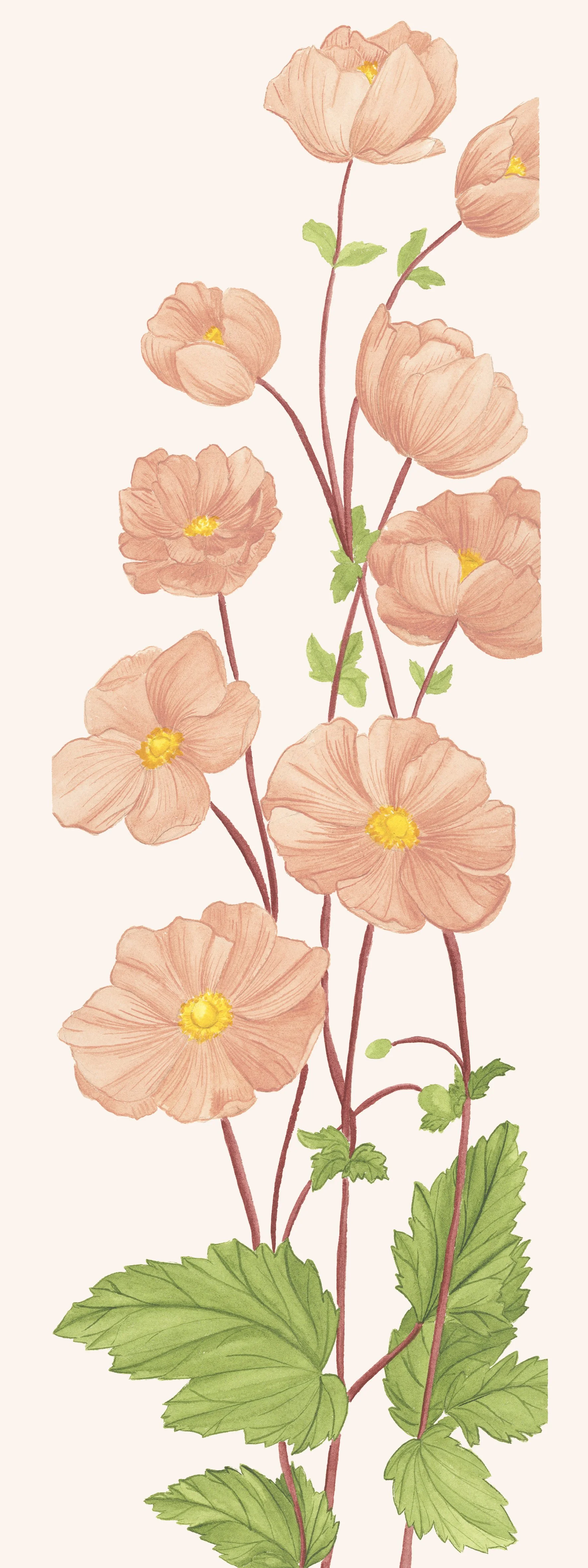 Renoncule du Japon : Son nom vient du latin Ranunculus, qui signifie « petite grenouille ». Comme les rainettes, les renoncules sauvages adorent avoir les pieds au frais et s’épanouissent souvent au bord de l’eau. 