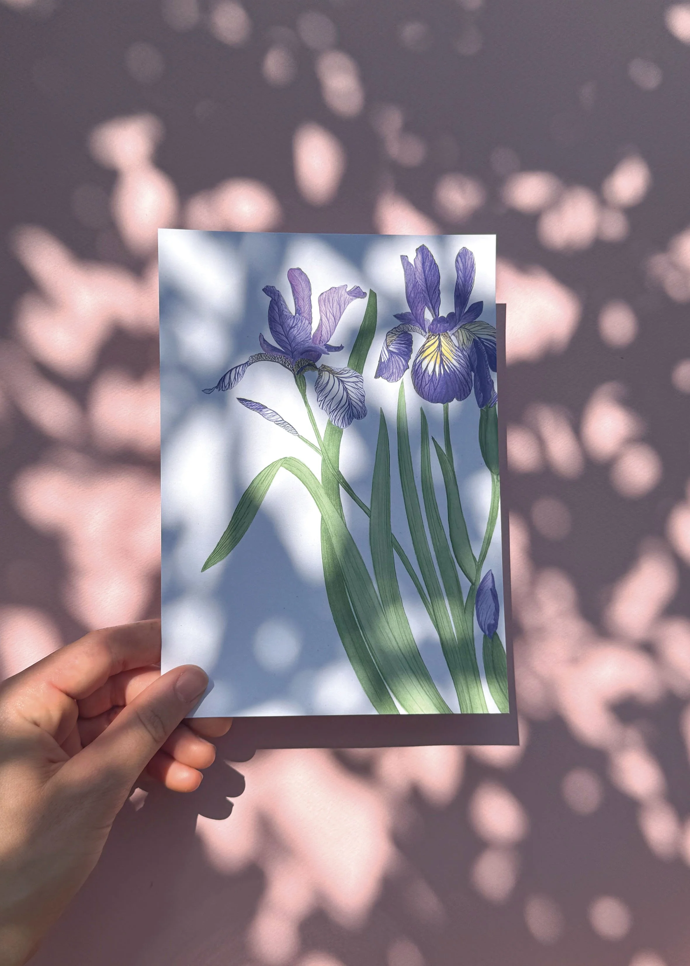 Iris A5 MN 2.jpg