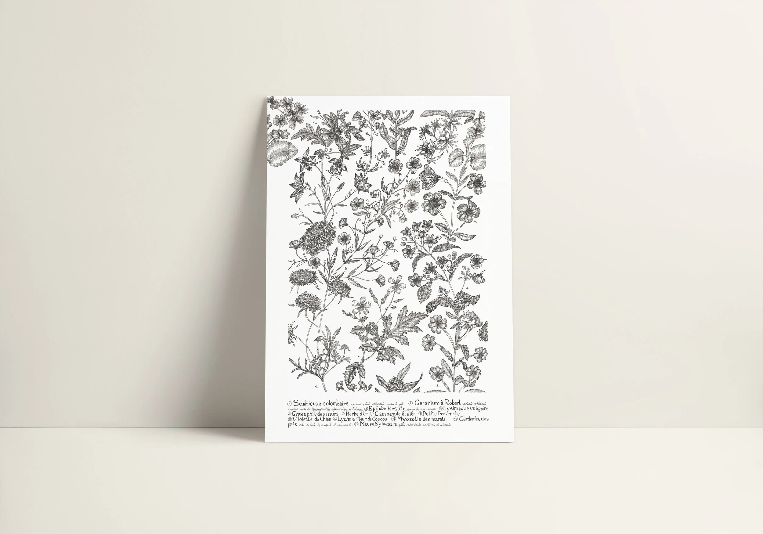 Fleurs des champs vue 2.jpg