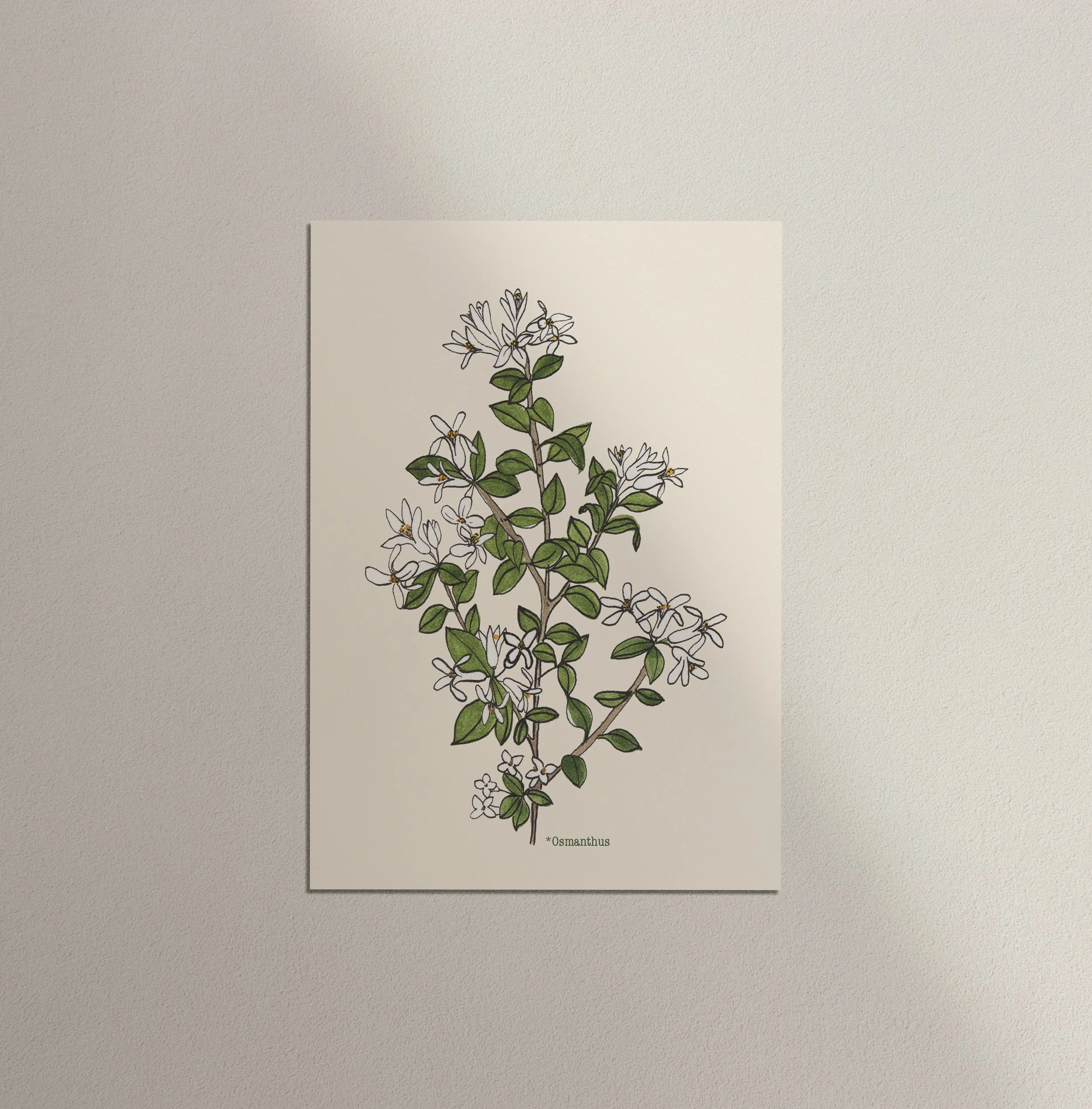 Lot de 4 cartes de voeux - Collection Fleurs blanches des forêts