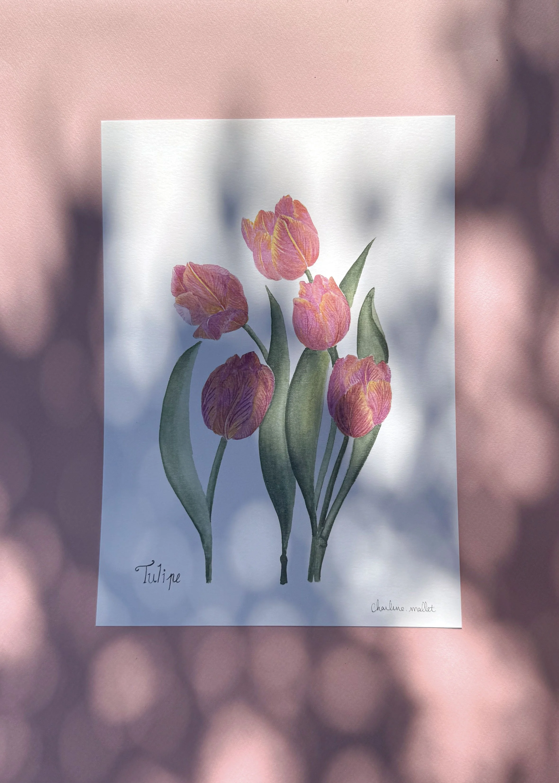 Tulipe A4.jpg